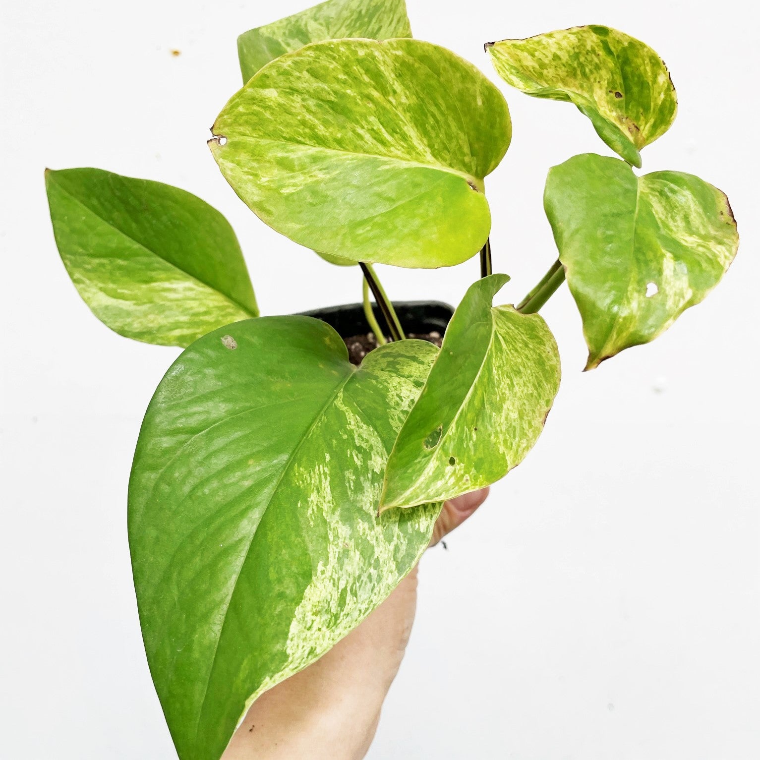 Epipremnum aereum - Golden Pothos