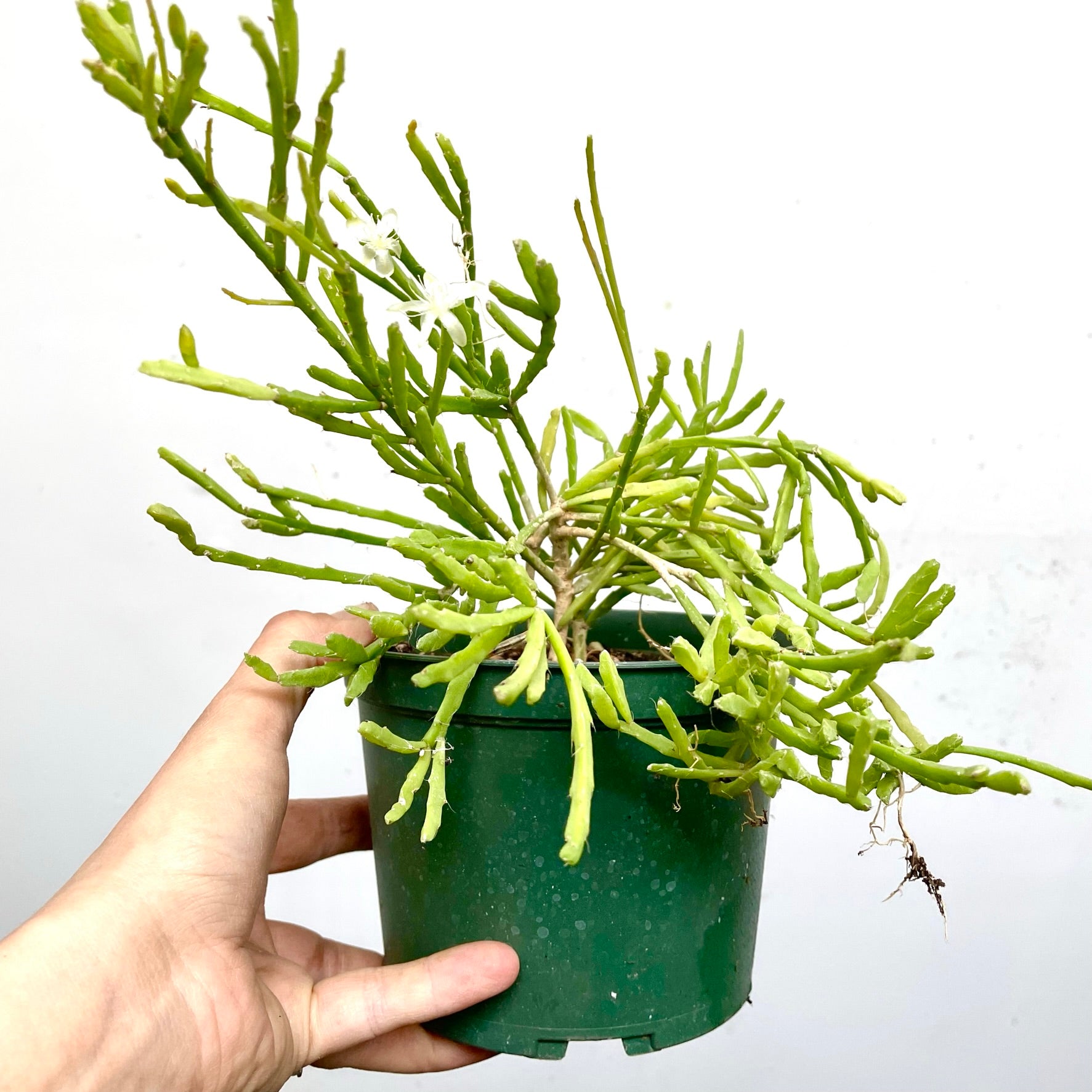 Rhipsalis ewaldiana - Mistletoe Cactus