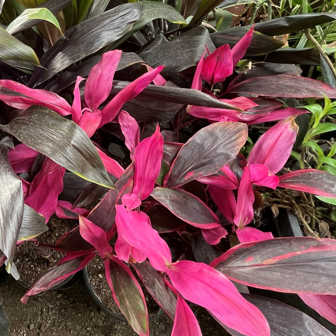 Cordyline fruticosa 'Red Sister' - Hawaiian Ti Plant