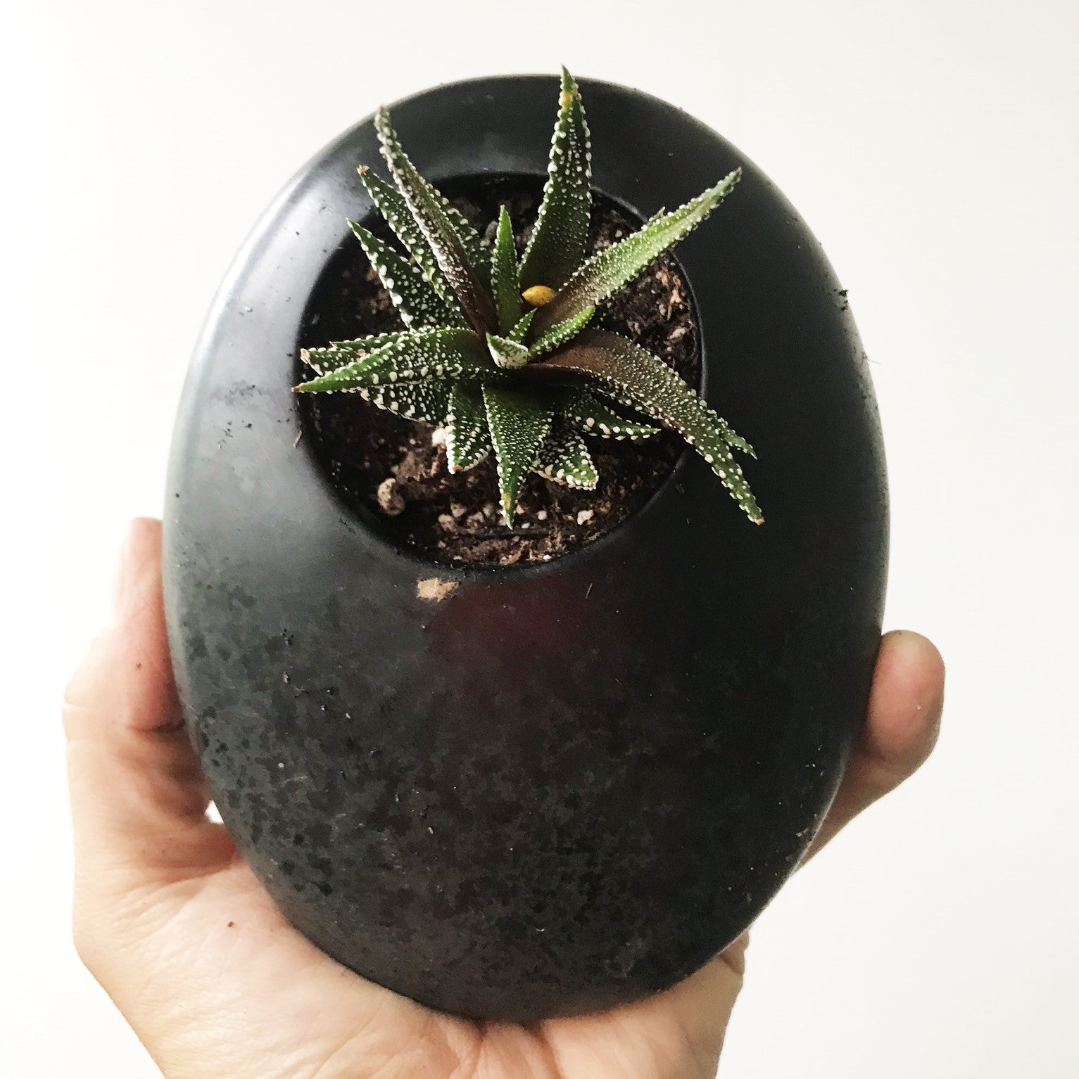 Ceramic Oval Planter