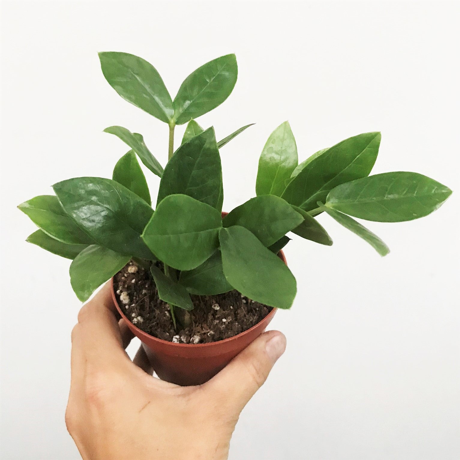 Zamioculcas zamiifolia - ZZ Plant, Zanzibar Gem