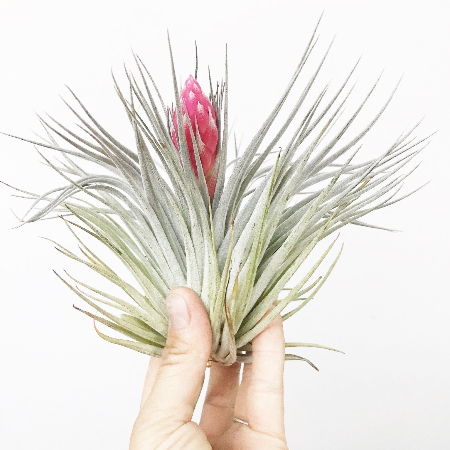 Tillandsia Houston 'Red Princess' - Airplant