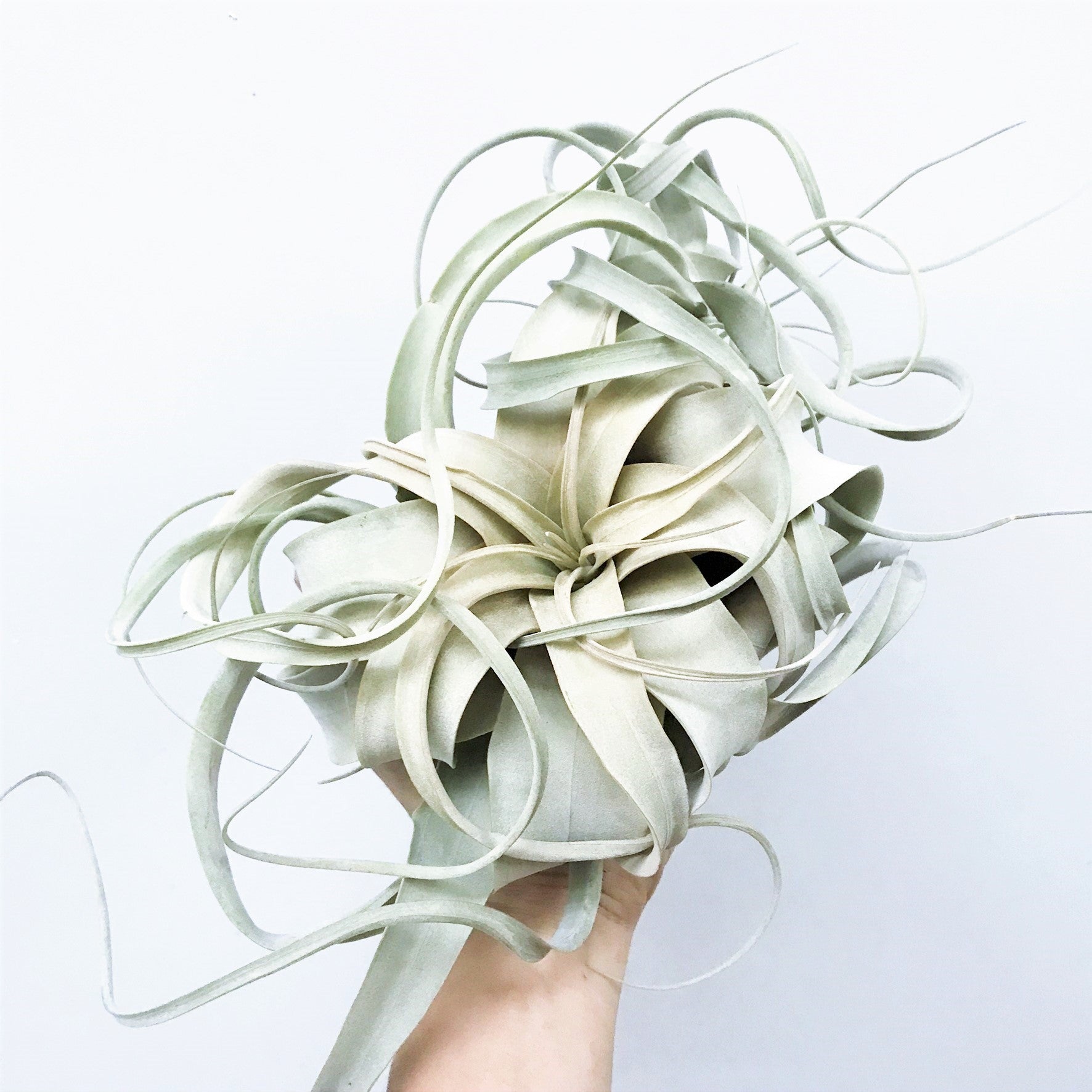 Tillandsia Xerographica - Airplant