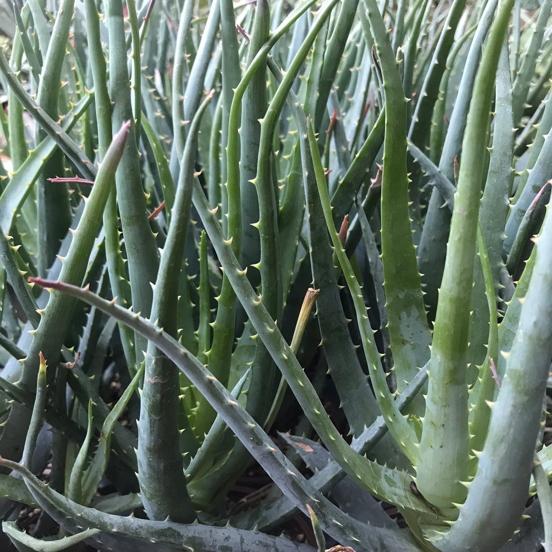Aloe vera