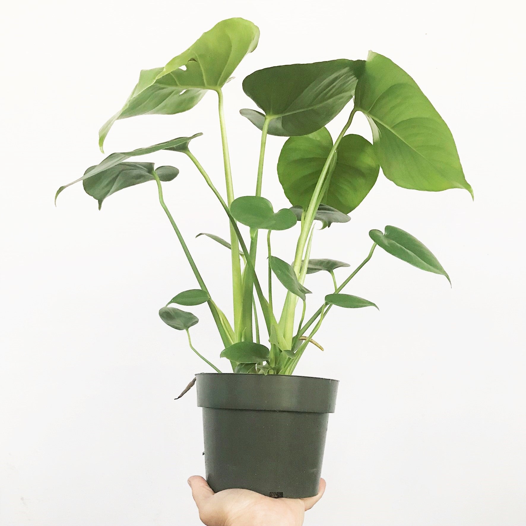 Monstera deliciosa