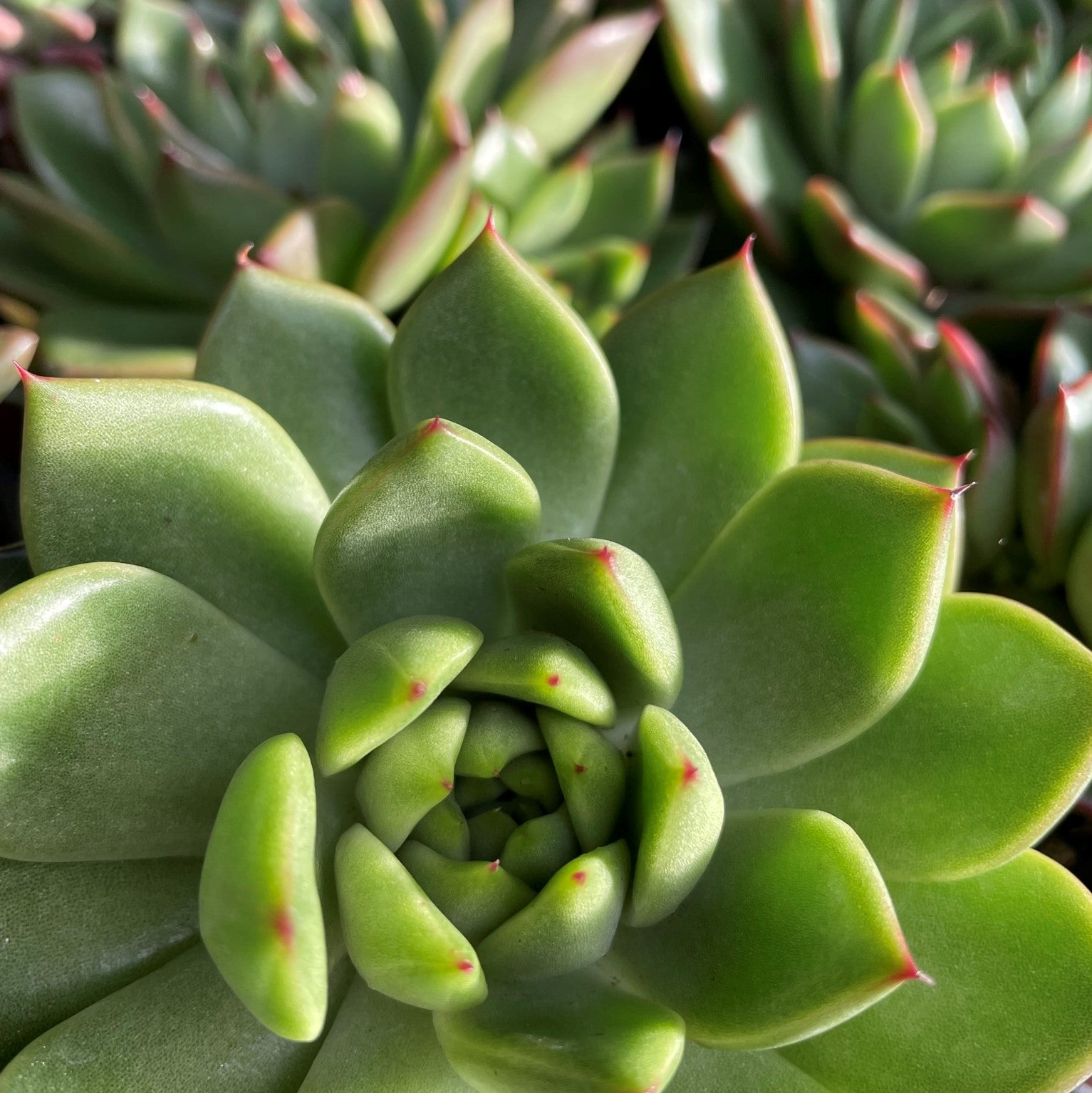 Echeveria agavoides 'Lipstick'