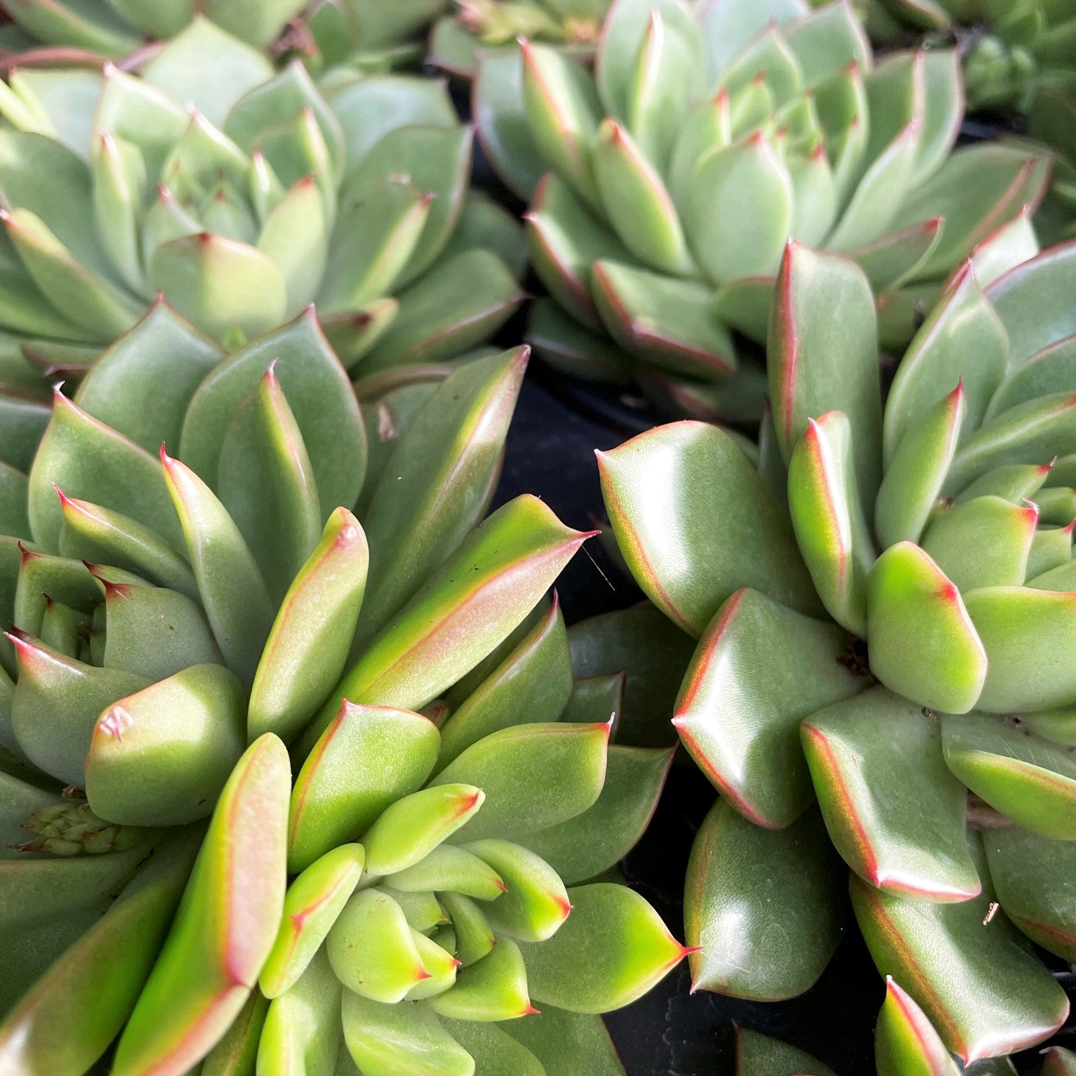 Echeveria agavoides 'Lipstick'