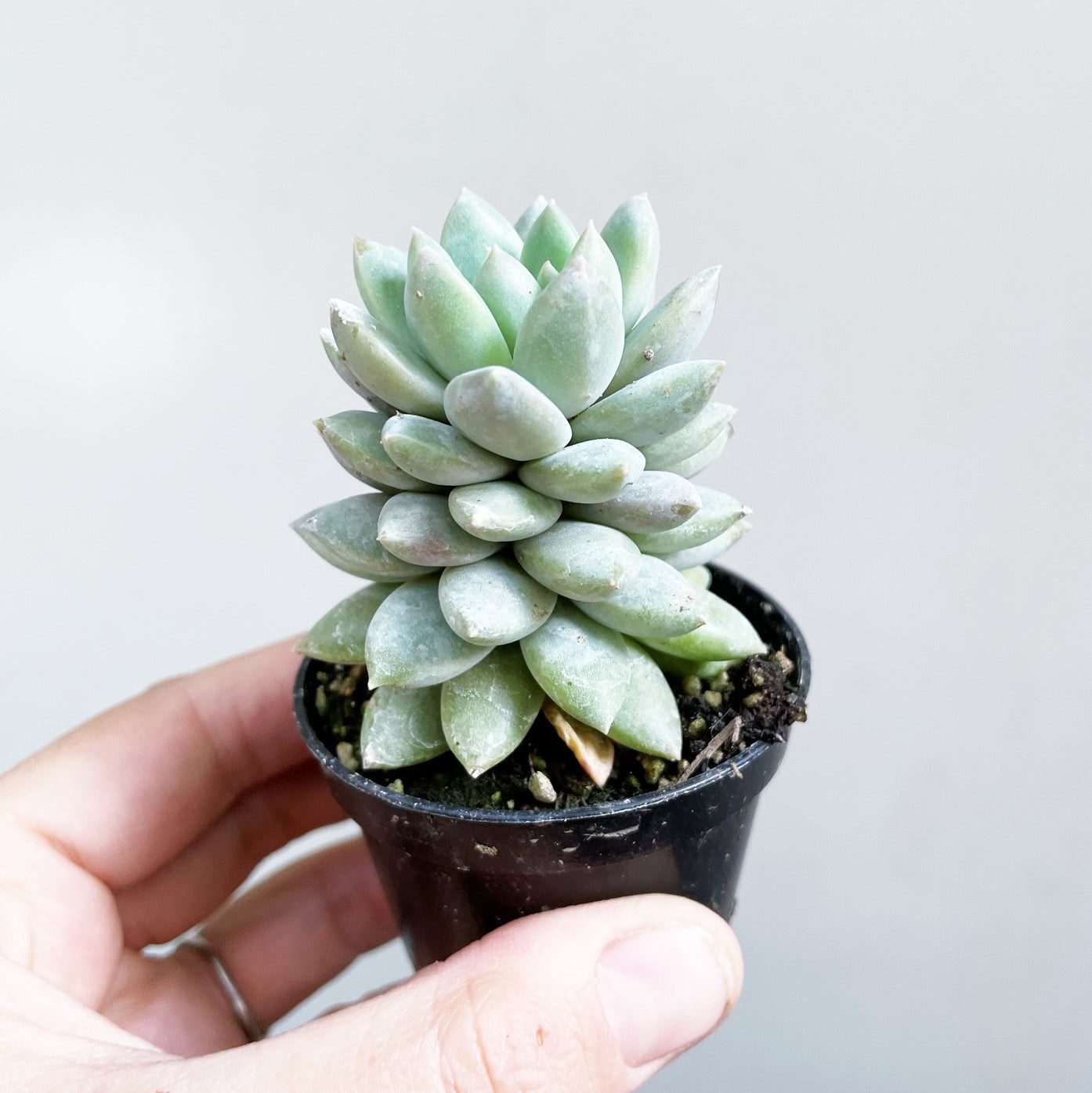 Echeveria 'Blue Star'