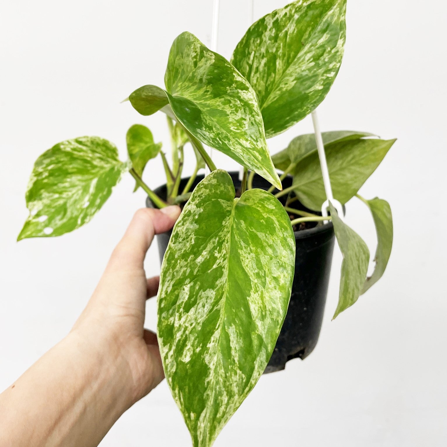 Epipremnum aereum - Marble Queen Pothos