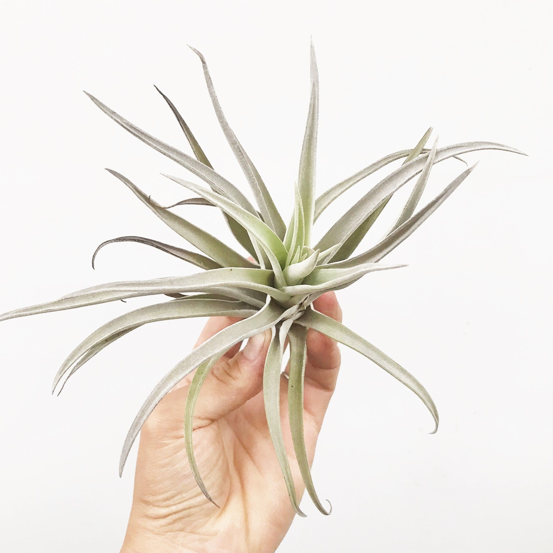 Tillandsia harrisii - Airplant