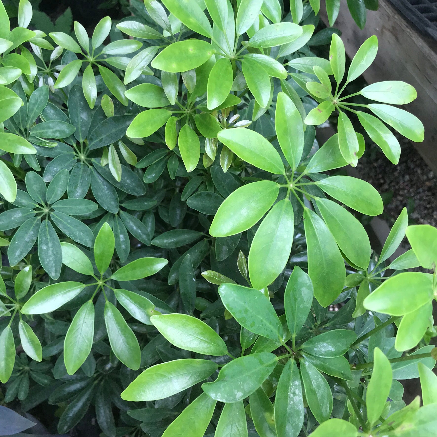 Schefflera arboricola - Umbrella Plant