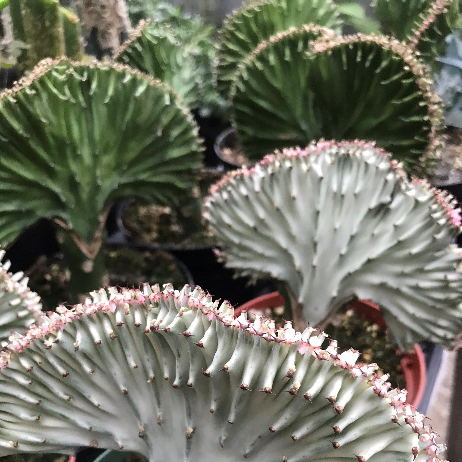 Euphorbia lactea - Crest-Grafted Cactus