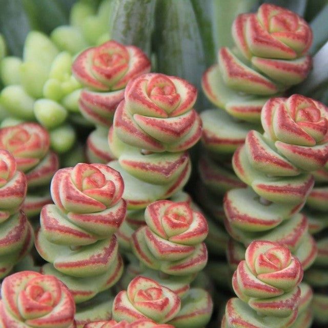 Crassula rupestris v. marnieriana - Baby's Necklace