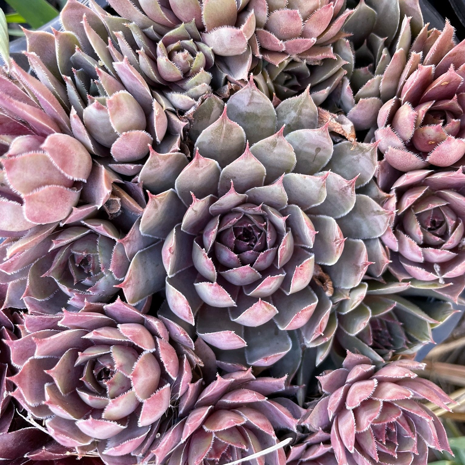 Sempervivum 'Lilac Time'