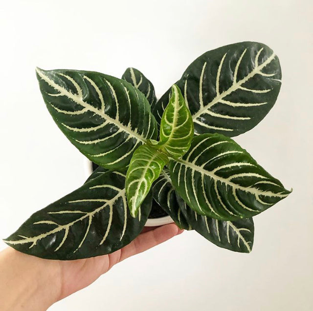 Aphelandra squarrosa - Zebra Plant