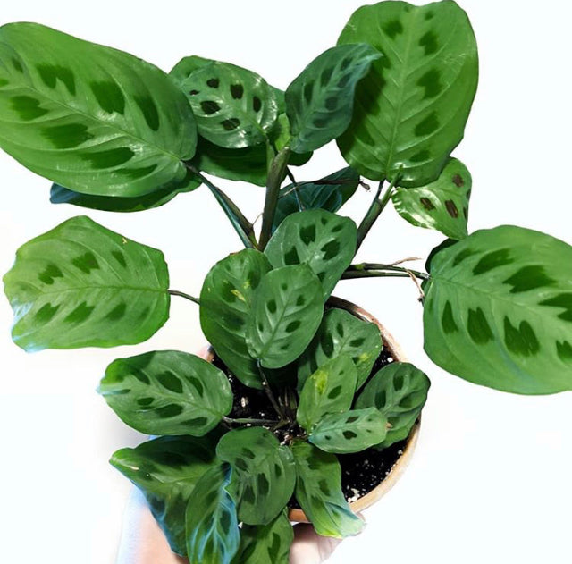 Maranta Leuconeura var. kerchoveana - Rabbit Tracks, Green Prayer Plant