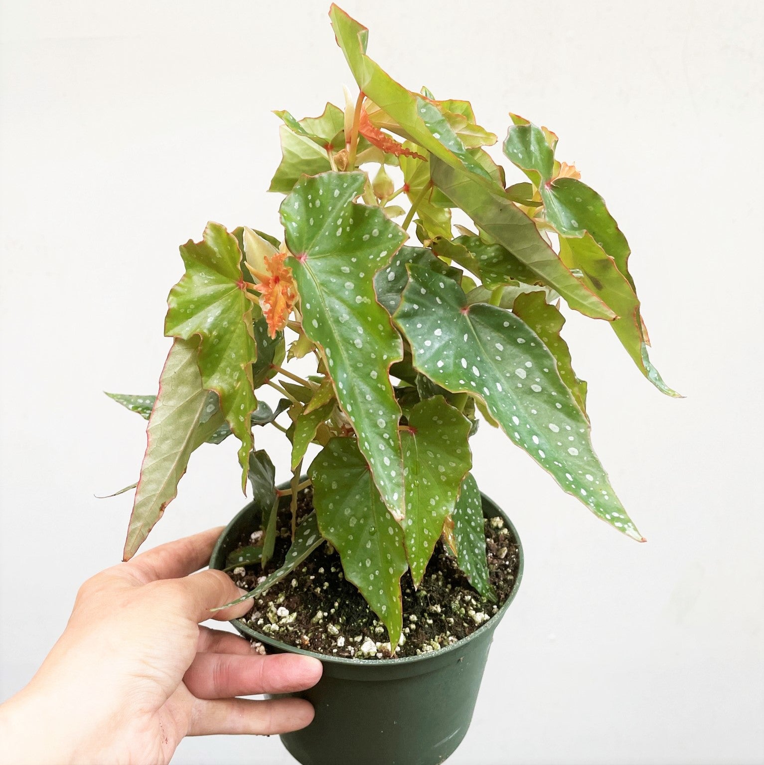 Angel Wing Begonia 'Lois Burke'