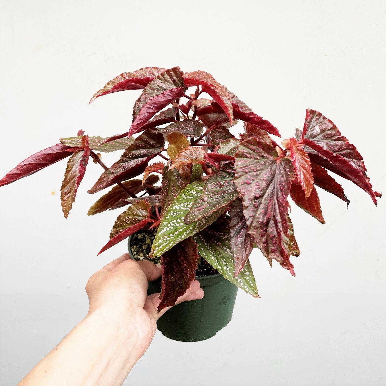 Angel Wing Begonia 'Benigo Pink'