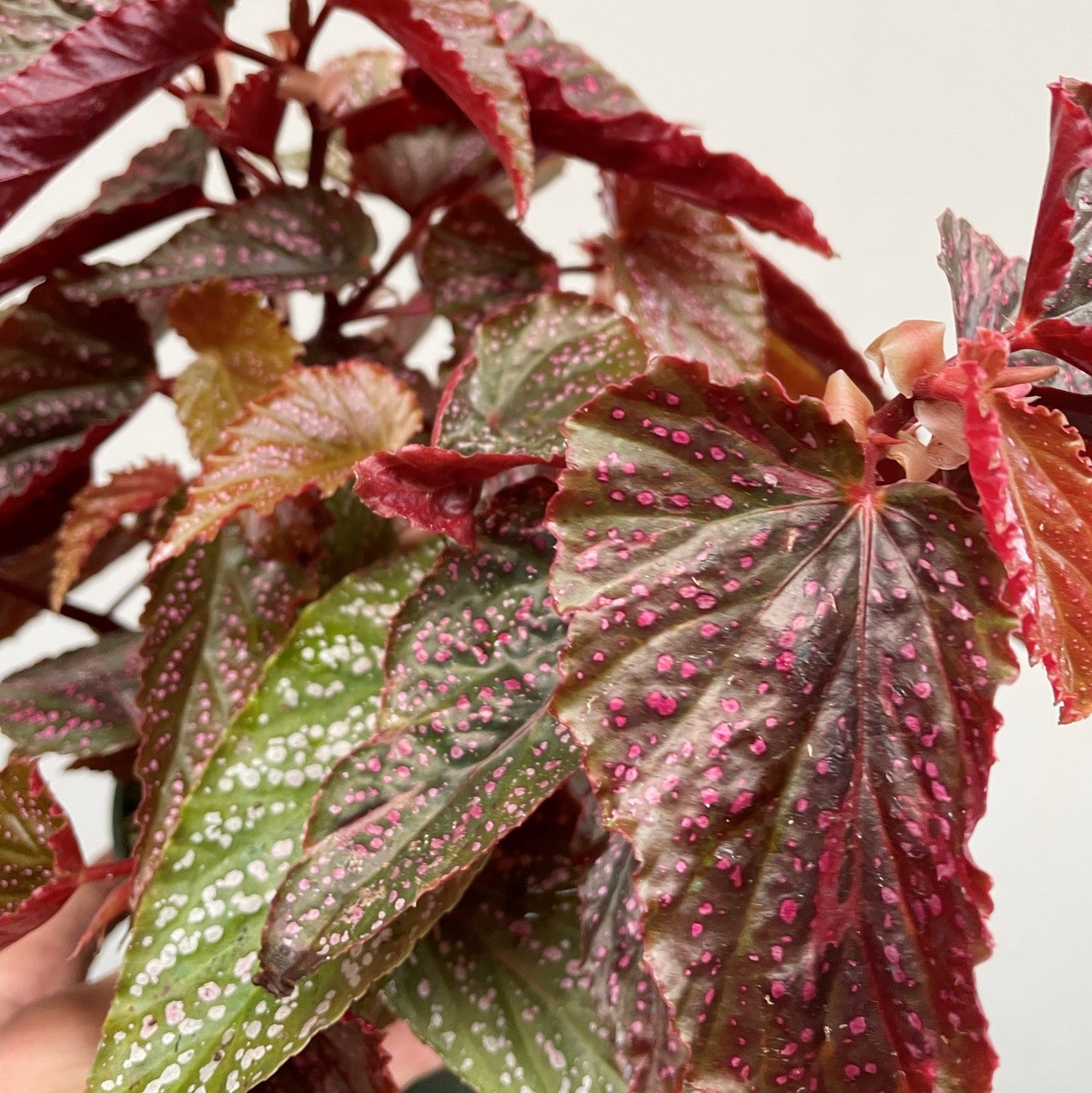 Angel Wing Begonia 'Benigo Pink'