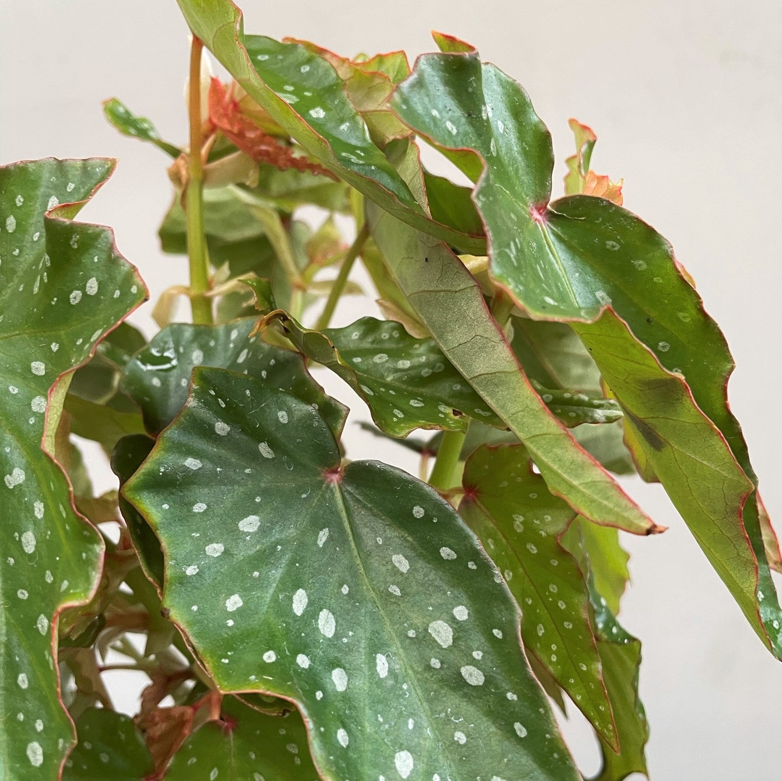 Angel Wing Begonia 'Lois Burke'