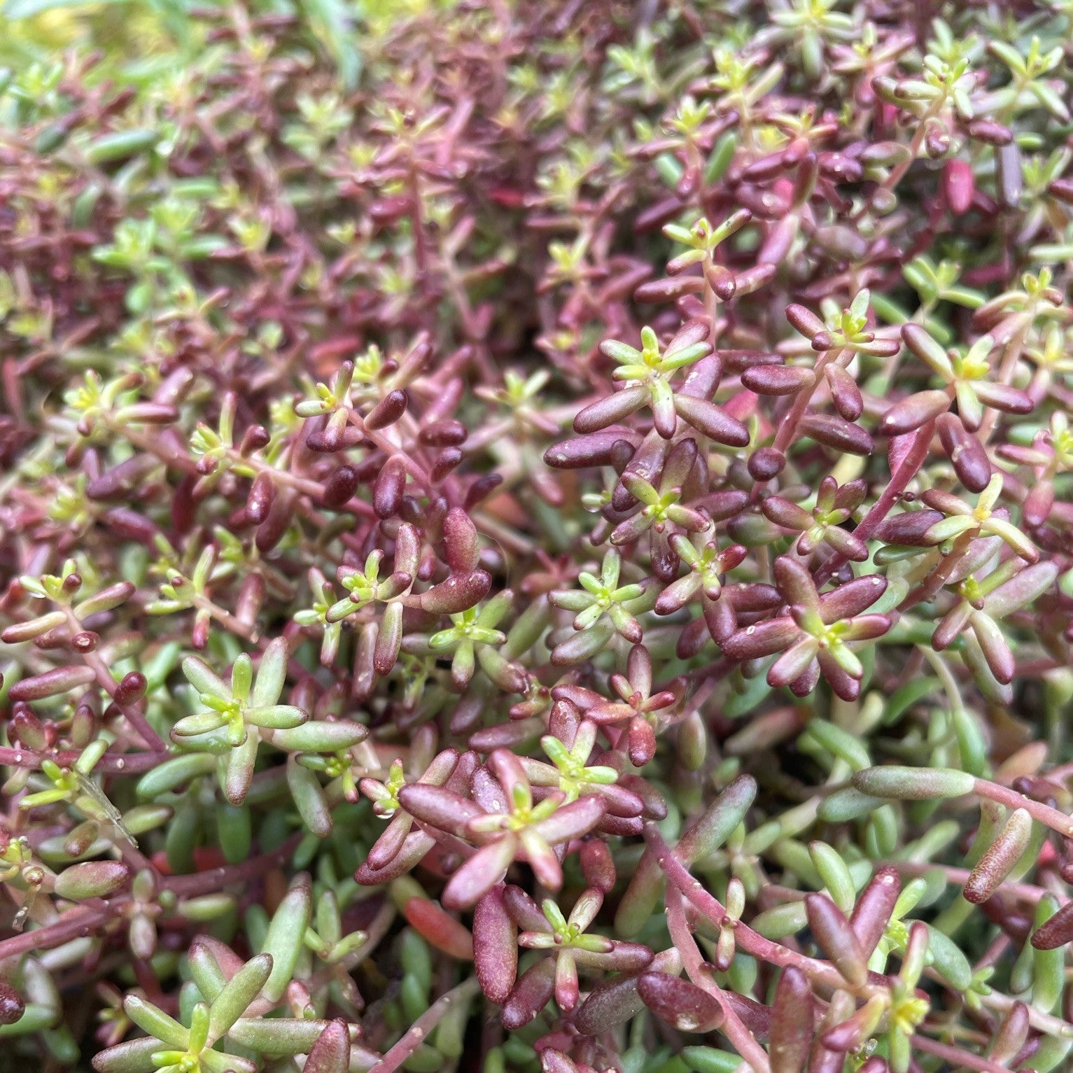 Sedum album 'Red Ice'
