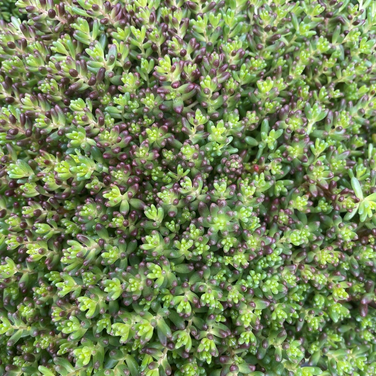 Sedum stefco 'Lemonade'