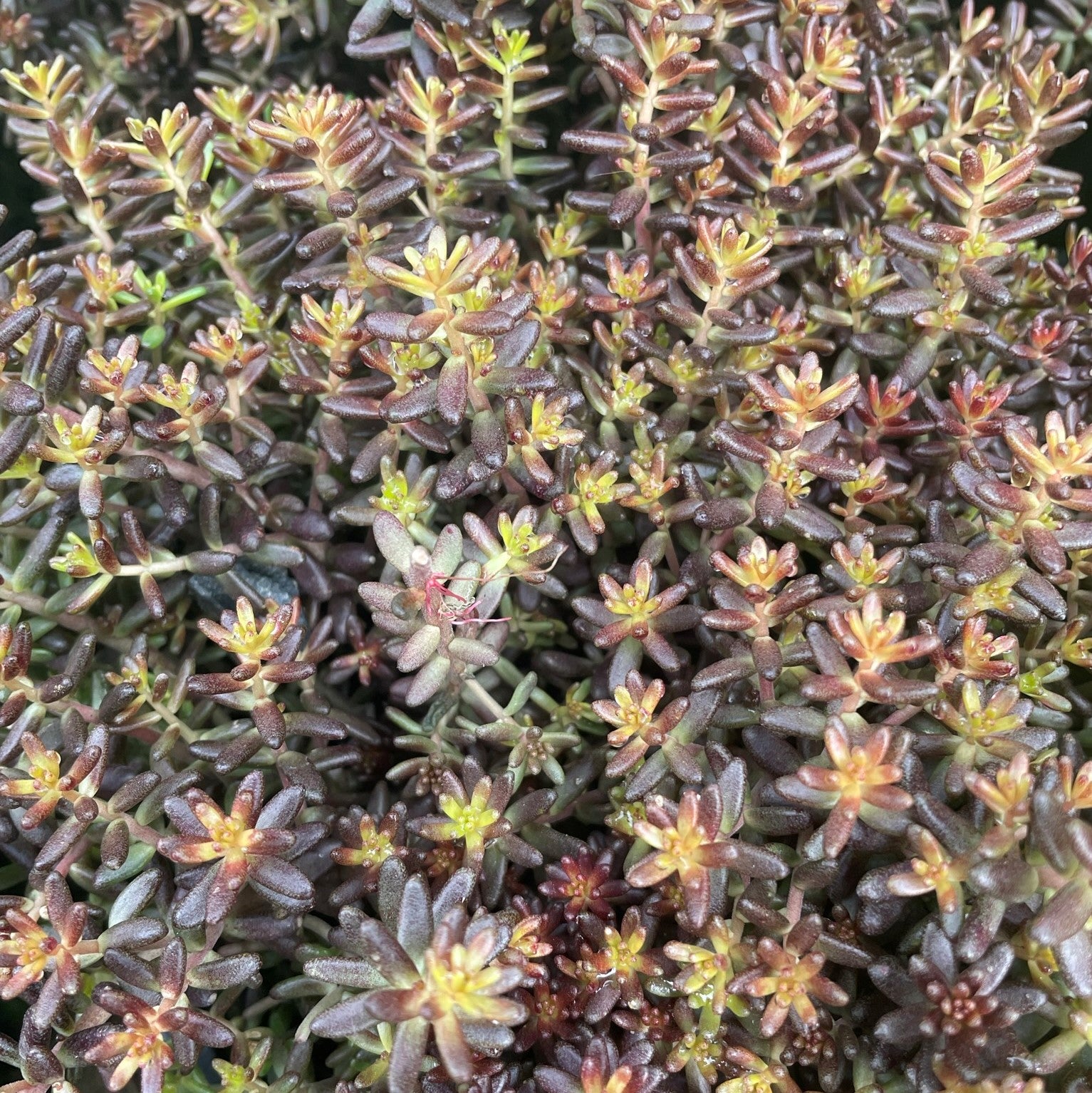 Sedum album 'Murale'
