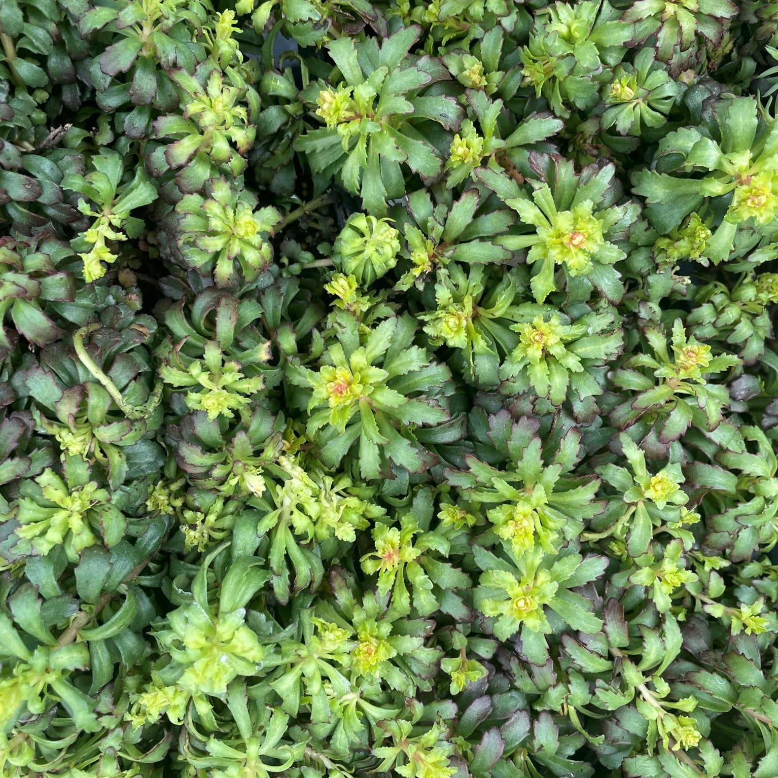 Sedum kamtschaticum 'Weihenstephaner Gold'
