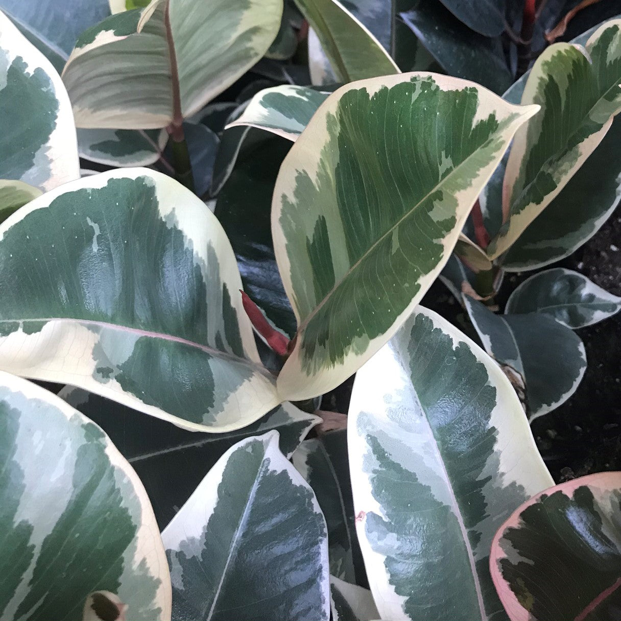 Ficus elastica 'Tineke' - Variegated Rubber Tree