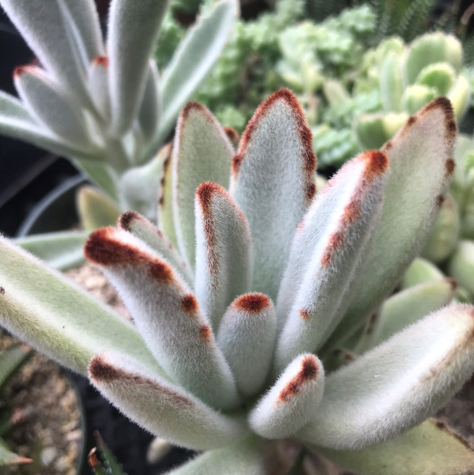 Kalanchoe tomentosa - Panda Plant