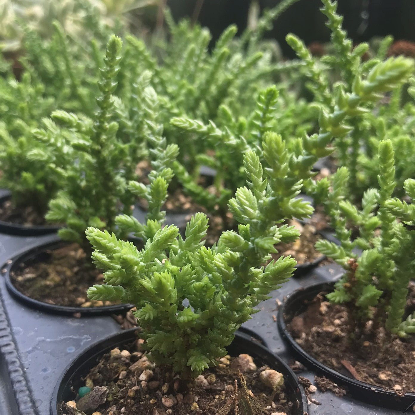 Crassula muscosa - Watch Chain