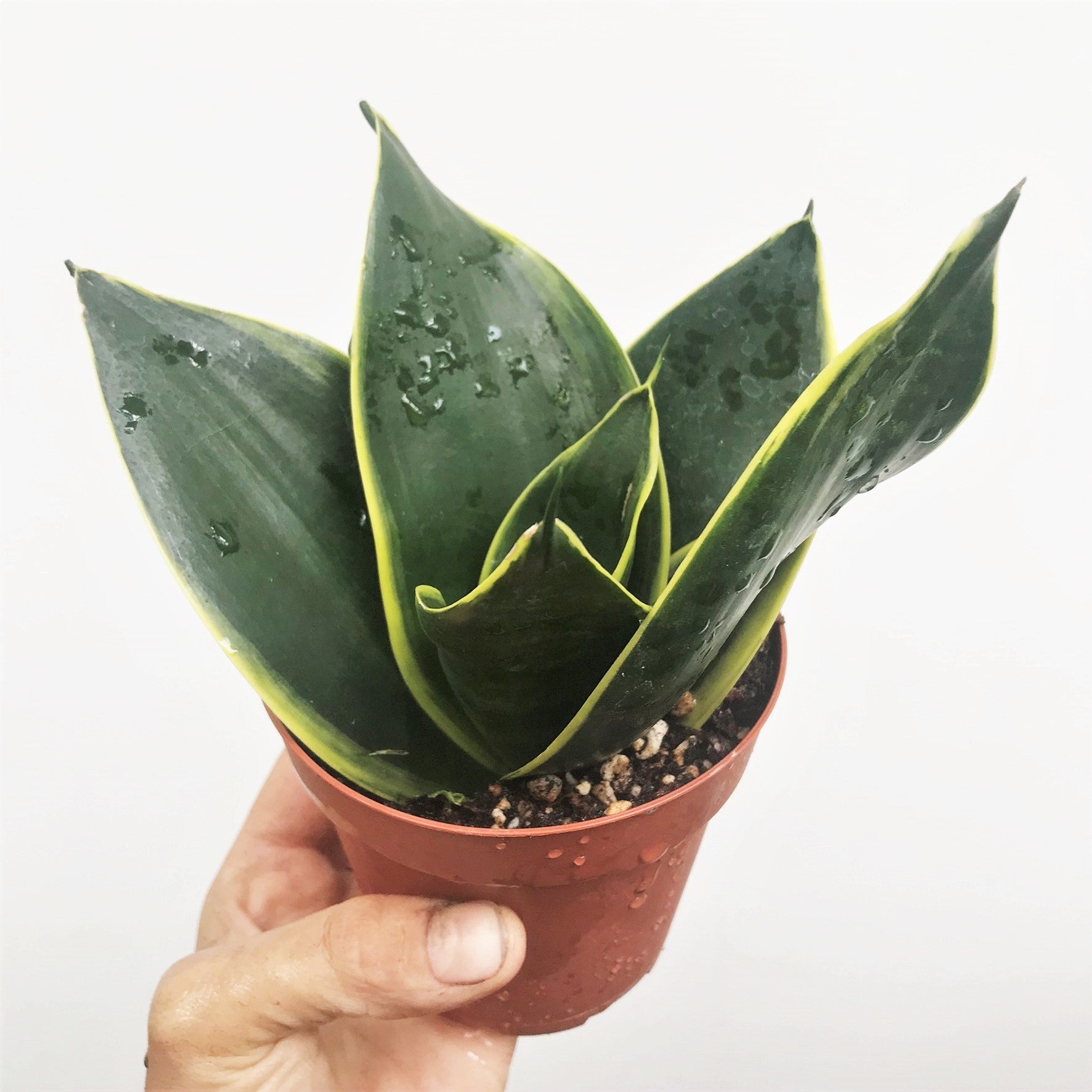 Sansevieria hahnii ‘Jade Pagoda’ - Birdsnest Snake Plant