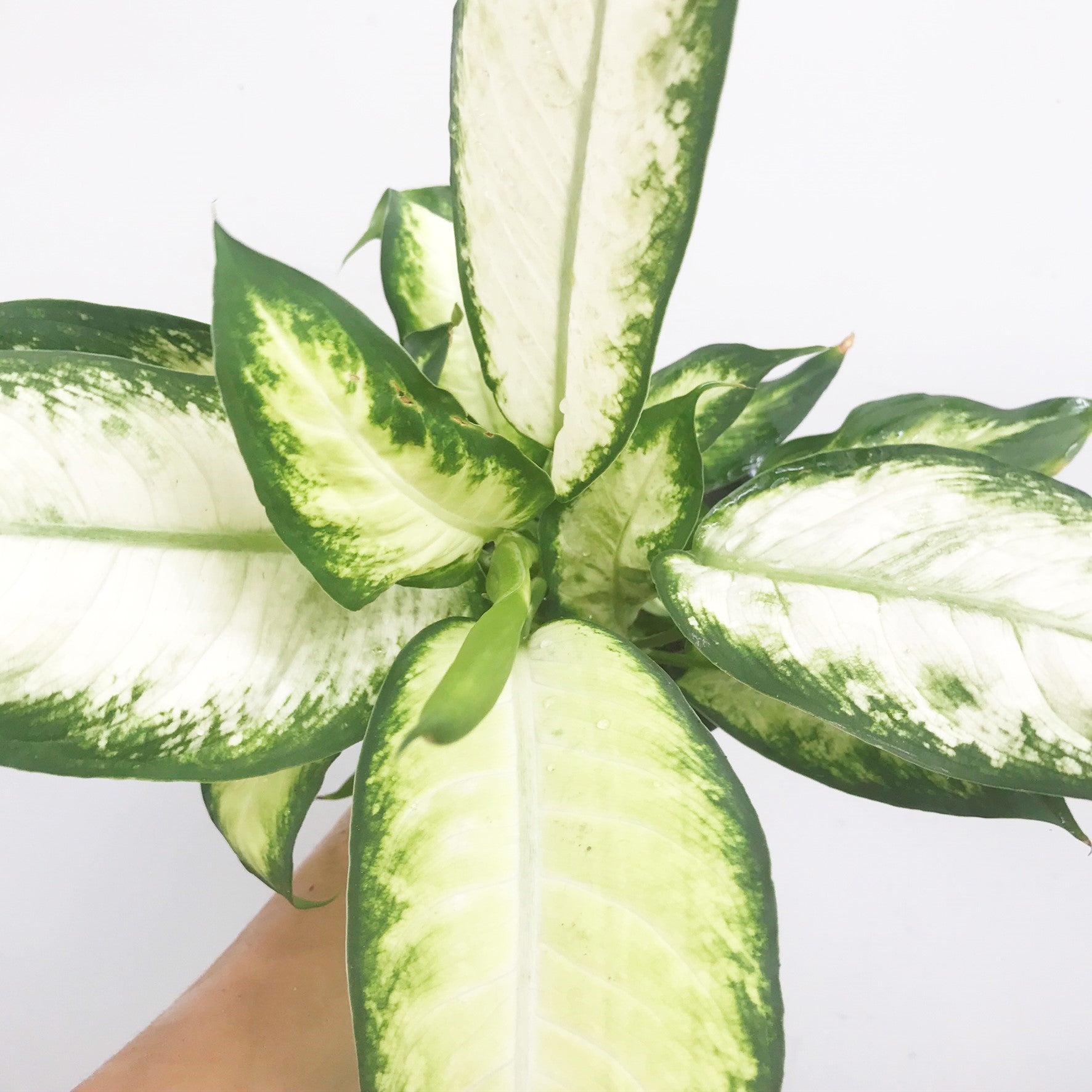 Dieffenbachia seguine 'Tropic Snow' - Dumb Cane
