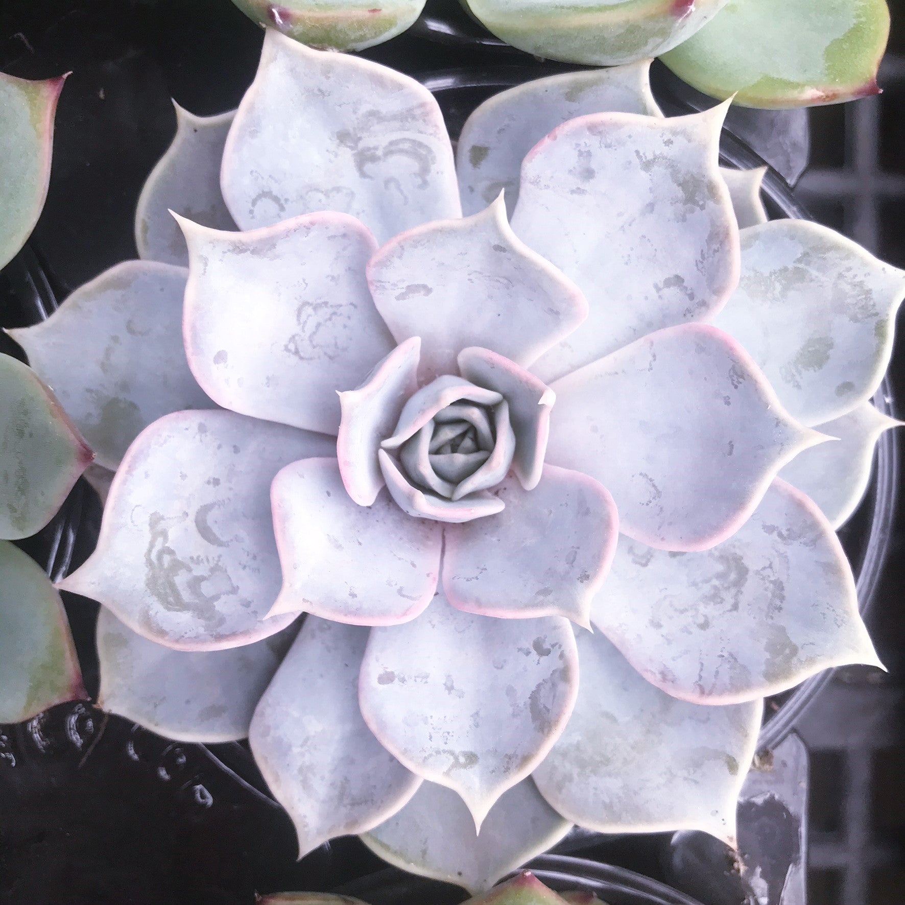 Echeveria 'Lola'
