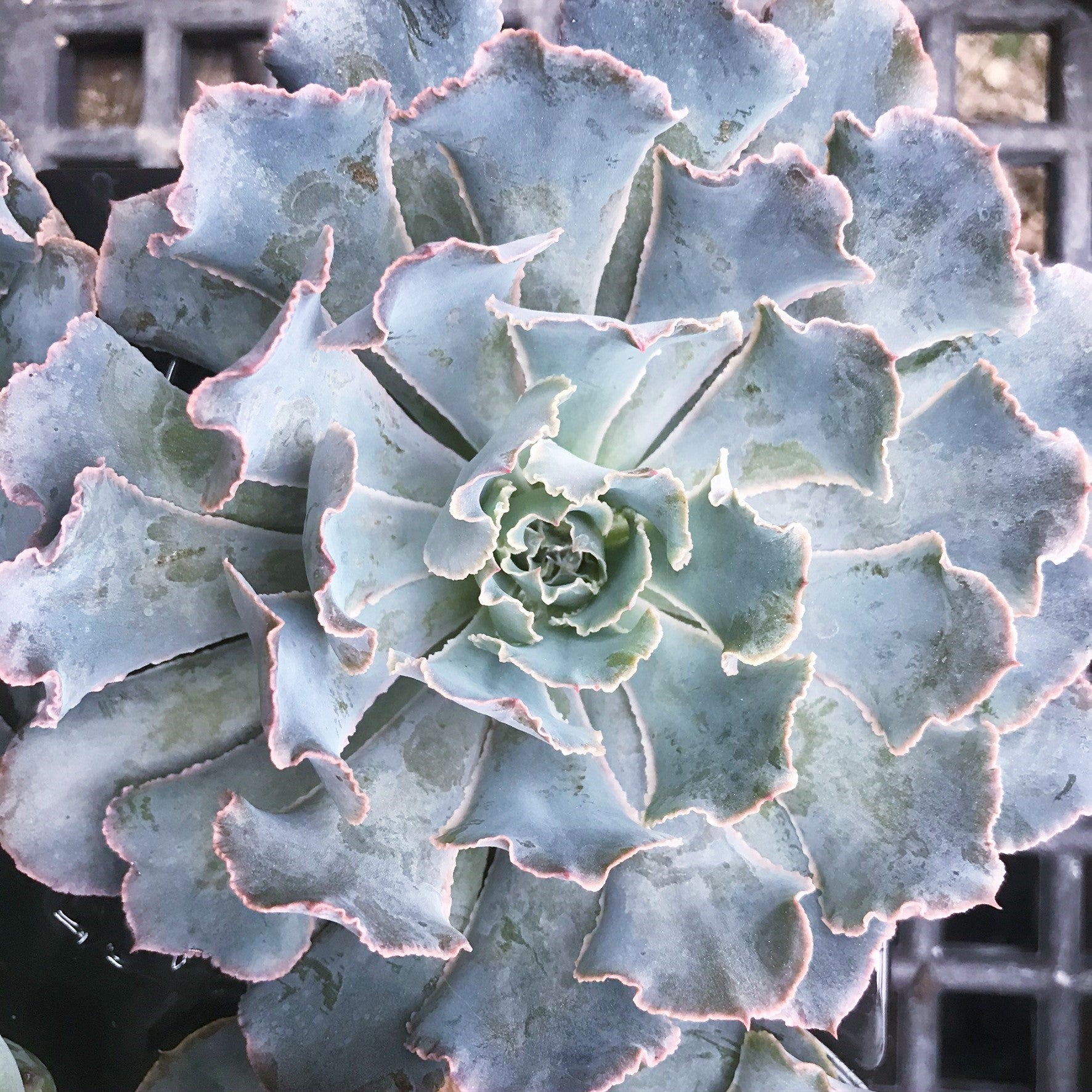 Echeveria Gibbiflora Hybrid 'Blue Curls'