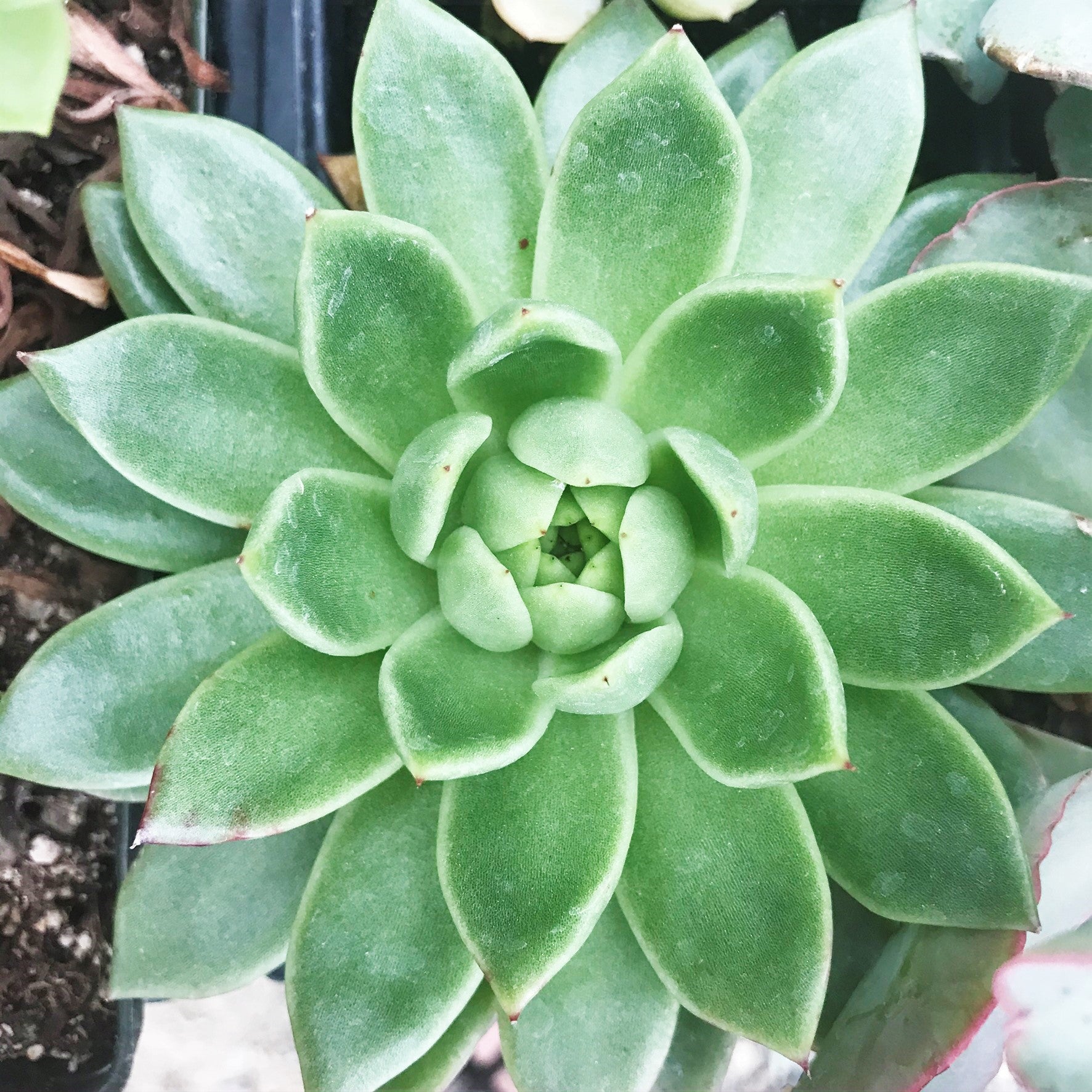 Echeveria agavoides - Molded Wax Echeveria