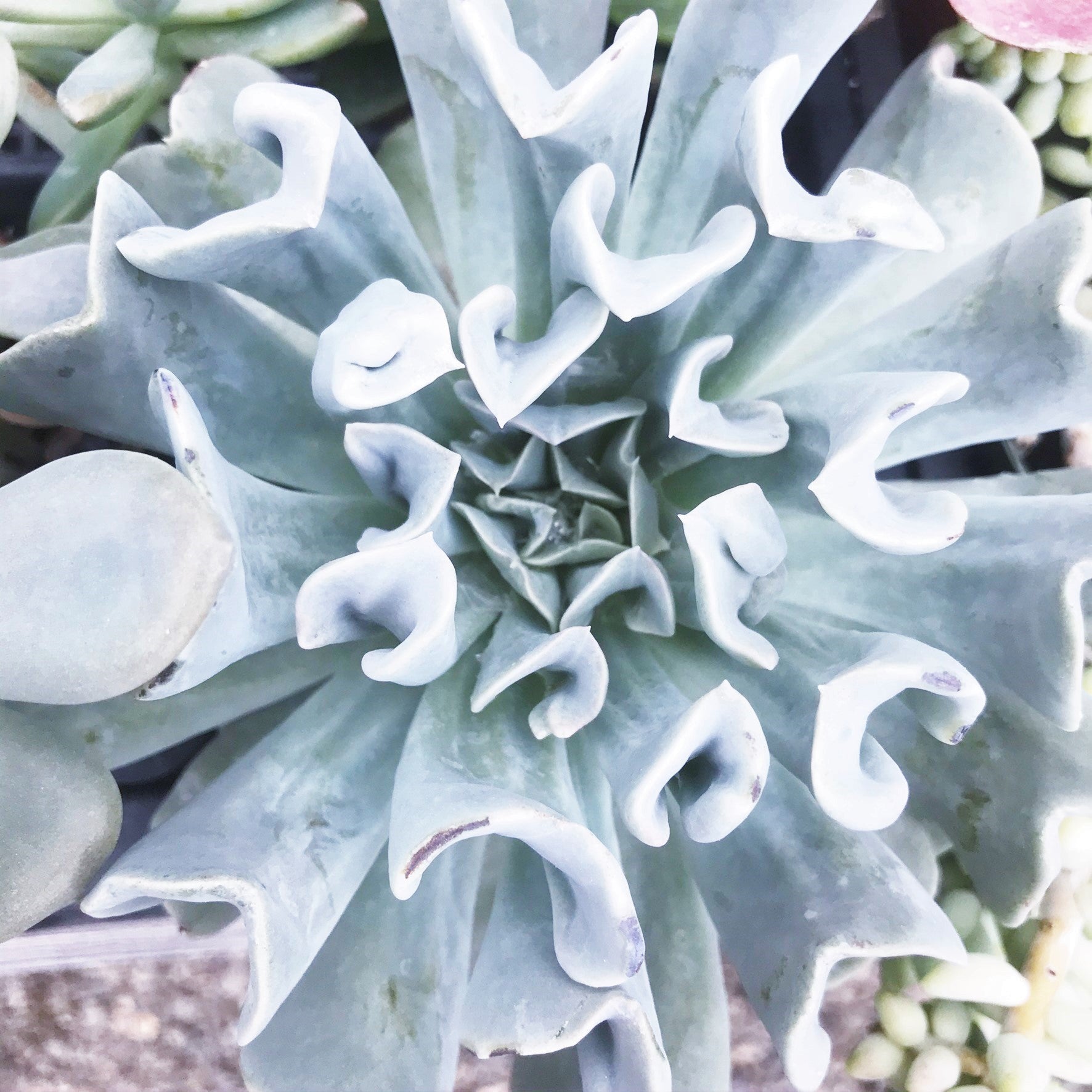 Echeveria runyonii 'Topsy Turvy'
