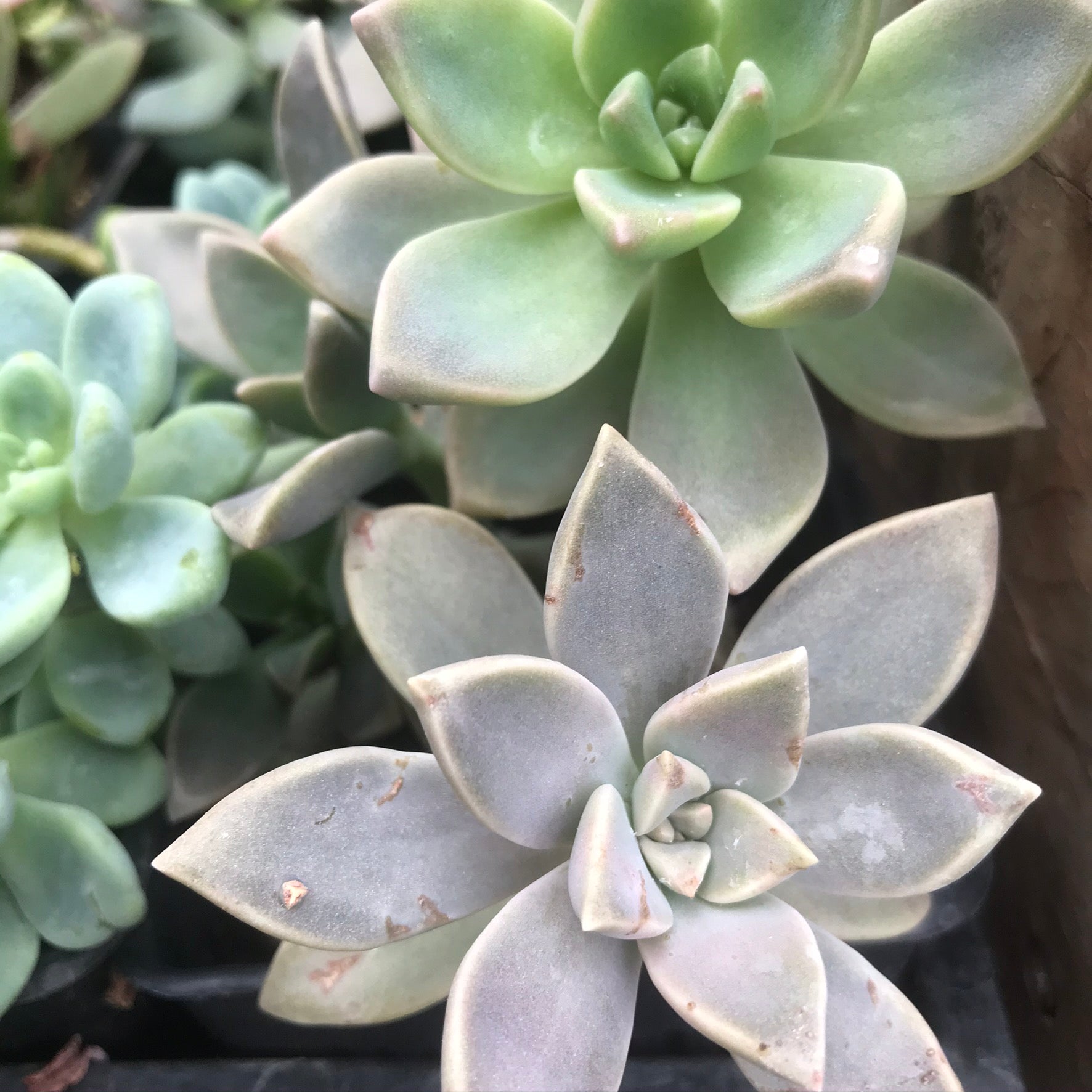 Graptopetalum paraguayense - Ghost Plant