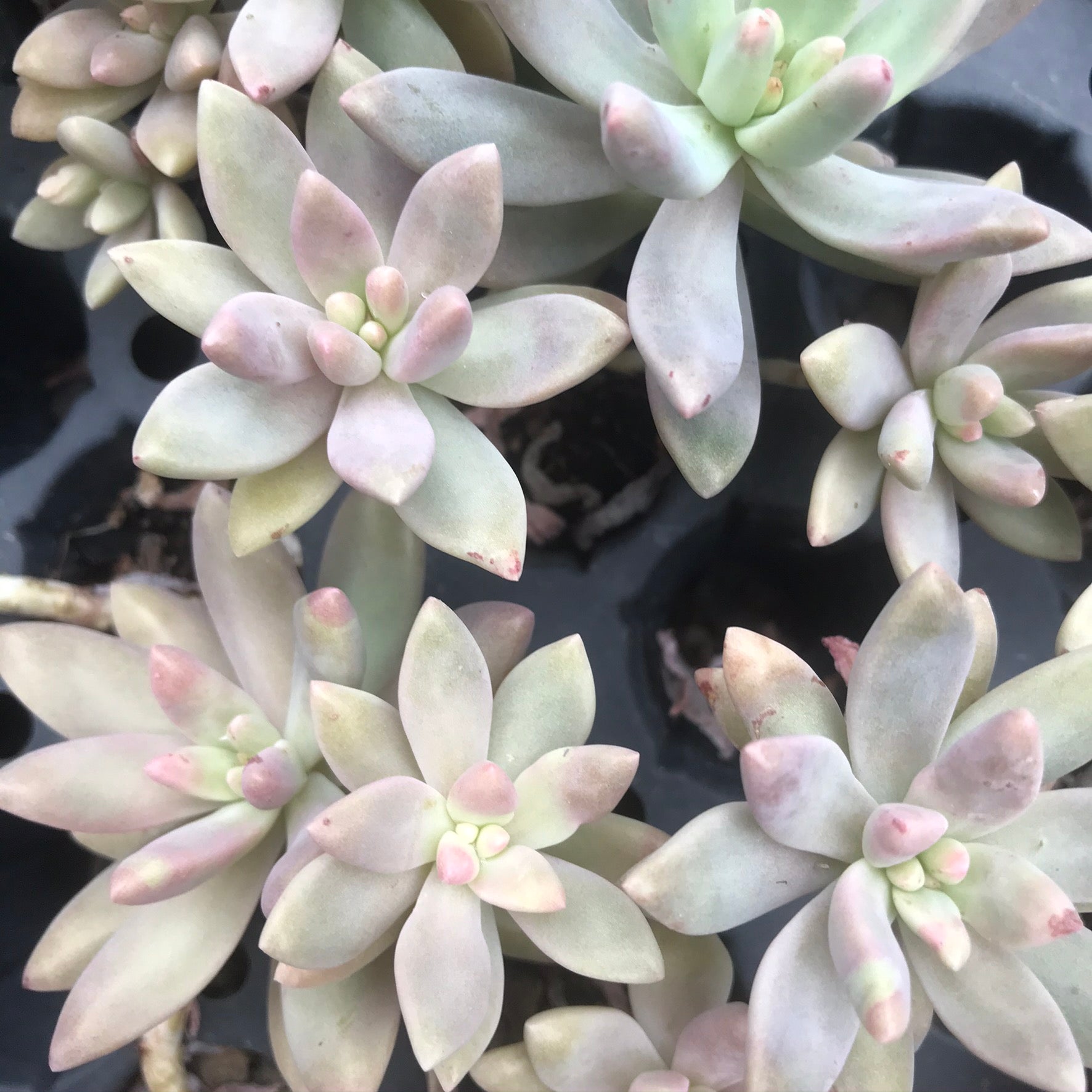 Sedum carnicolor