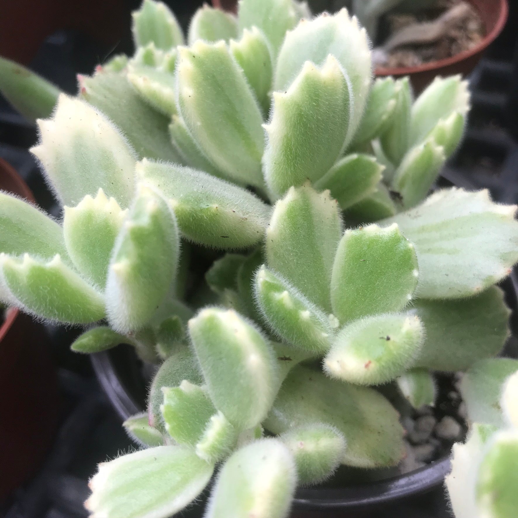 Cotyledon tomentosa - Bear's Paw