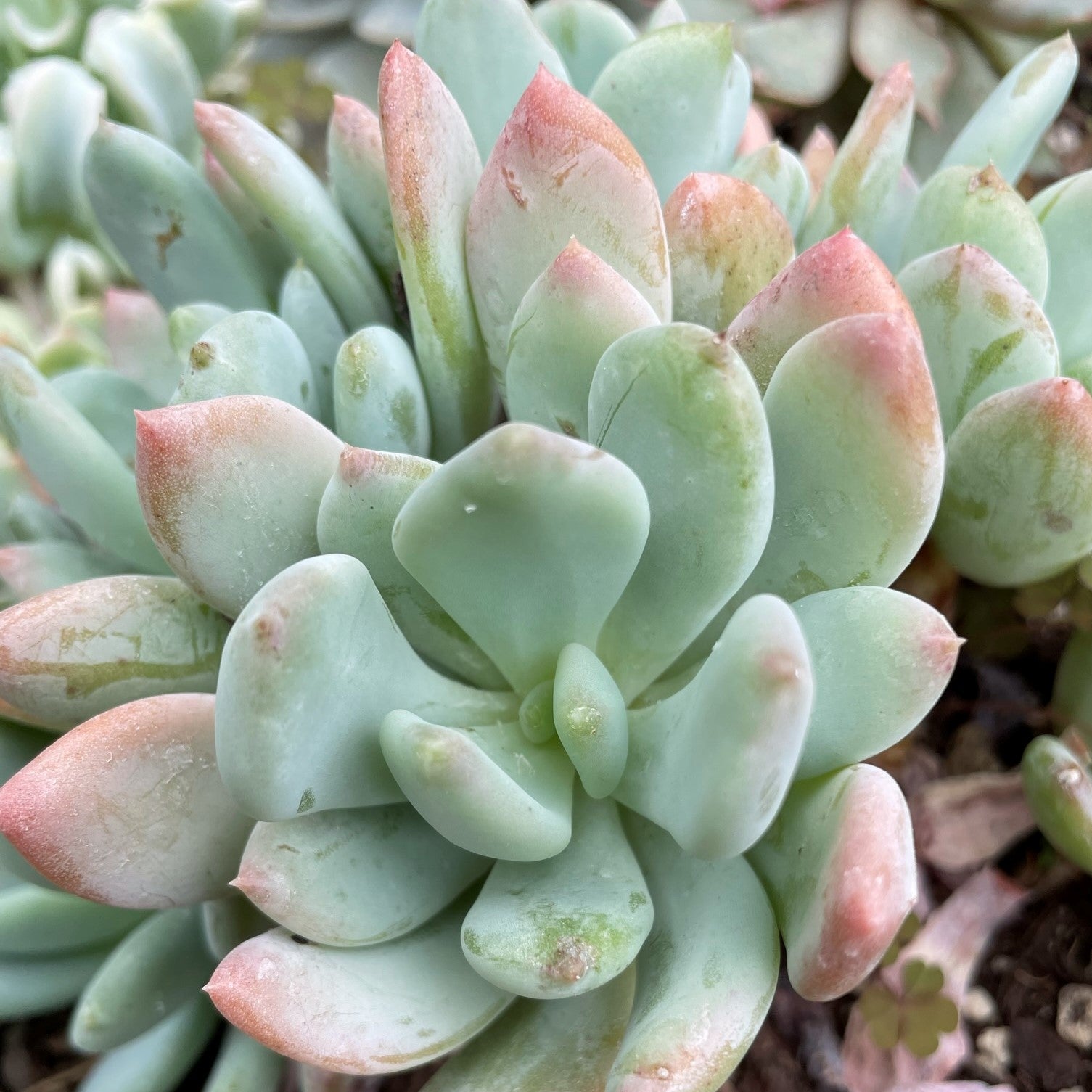 Pachyphytum caesium