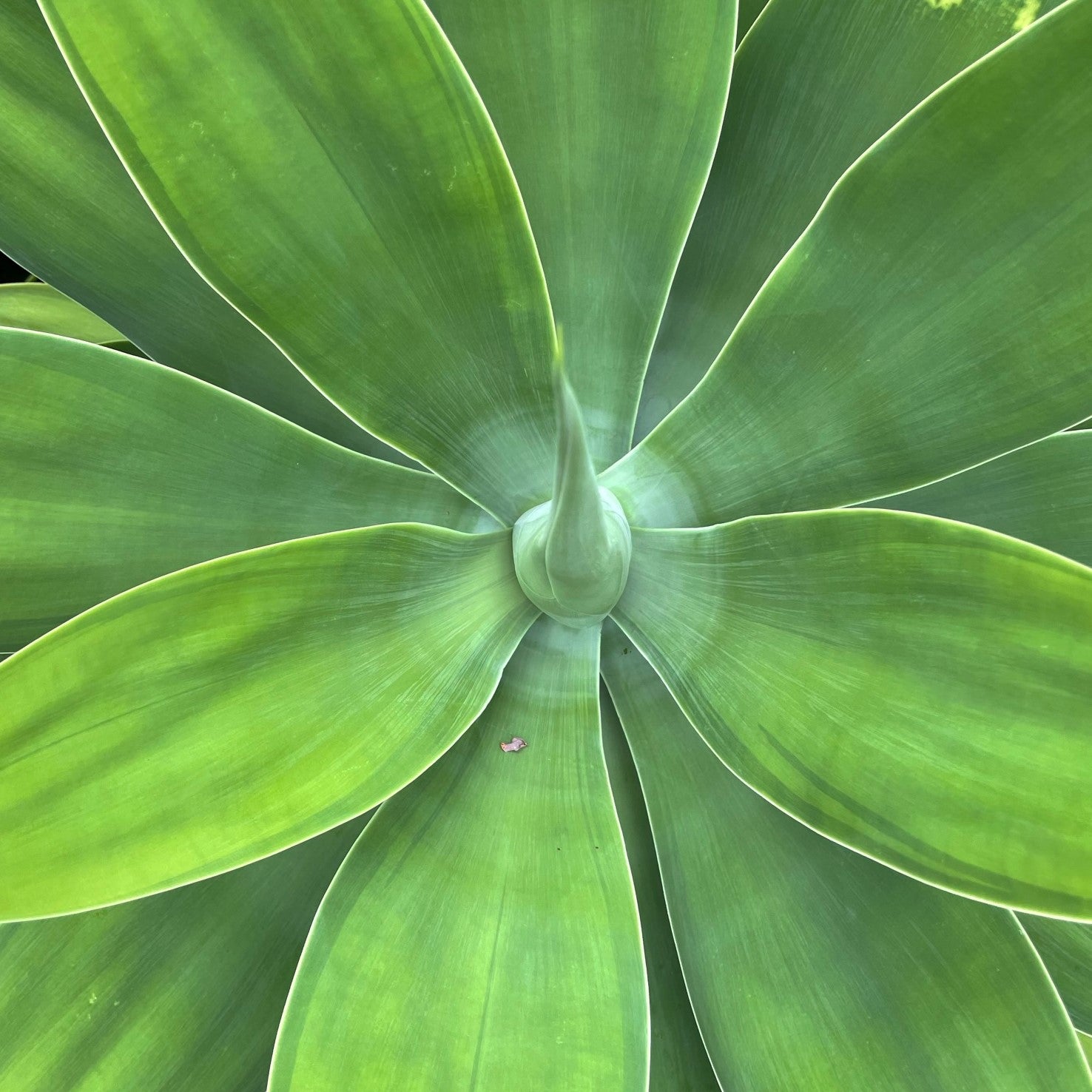 Agave attenuata - Foxtail Agave, Swan's Neck Agave