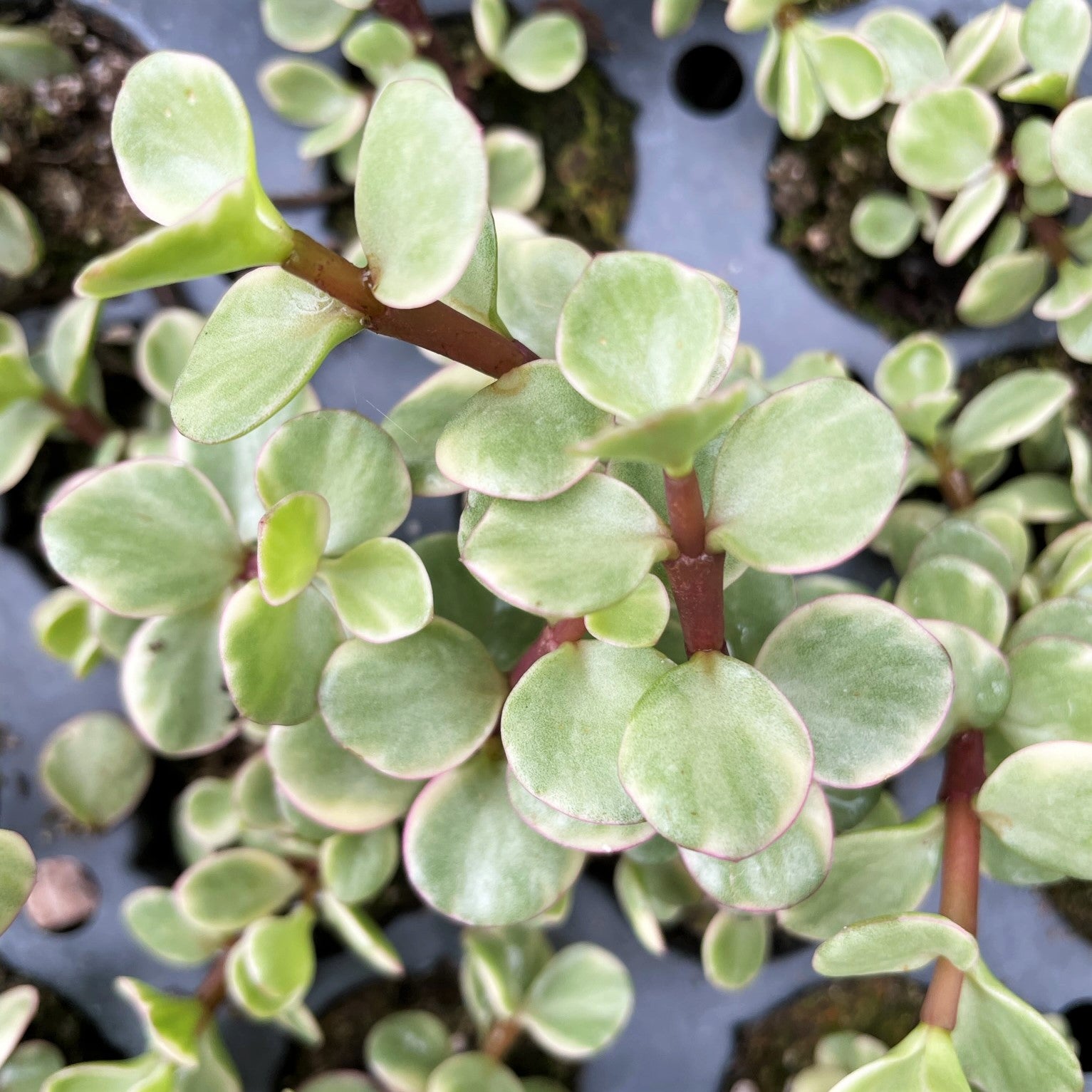 Portulacaria afra variegata - Elephant Bush Variegated