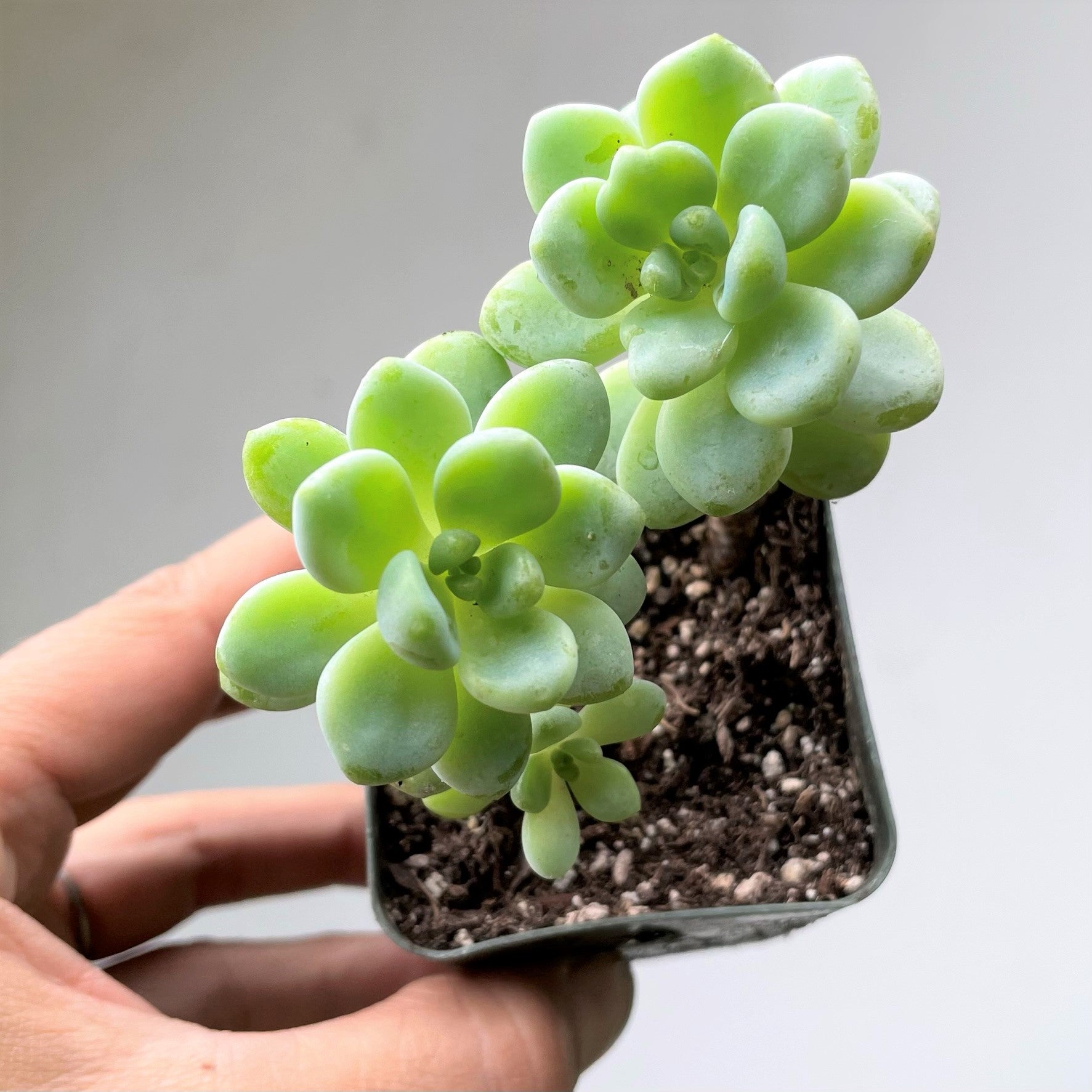 Sedum clavatum