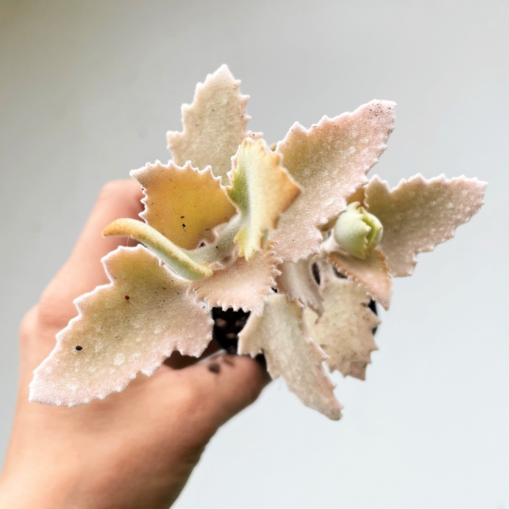 Kalanchoe millotii - Felt Plant