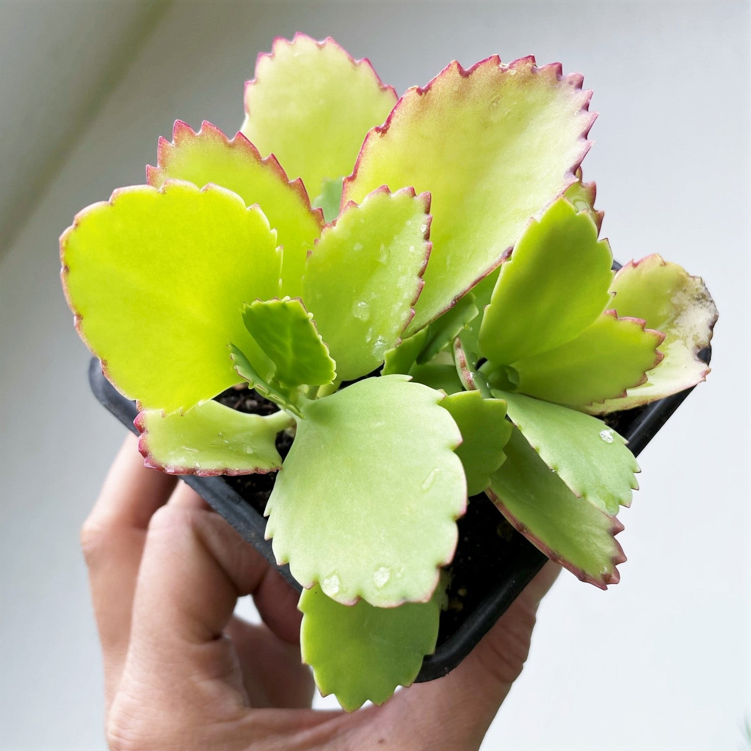 Kalanchoe daigremontiana - Mexican Hat Plant, Mother of Thousands
