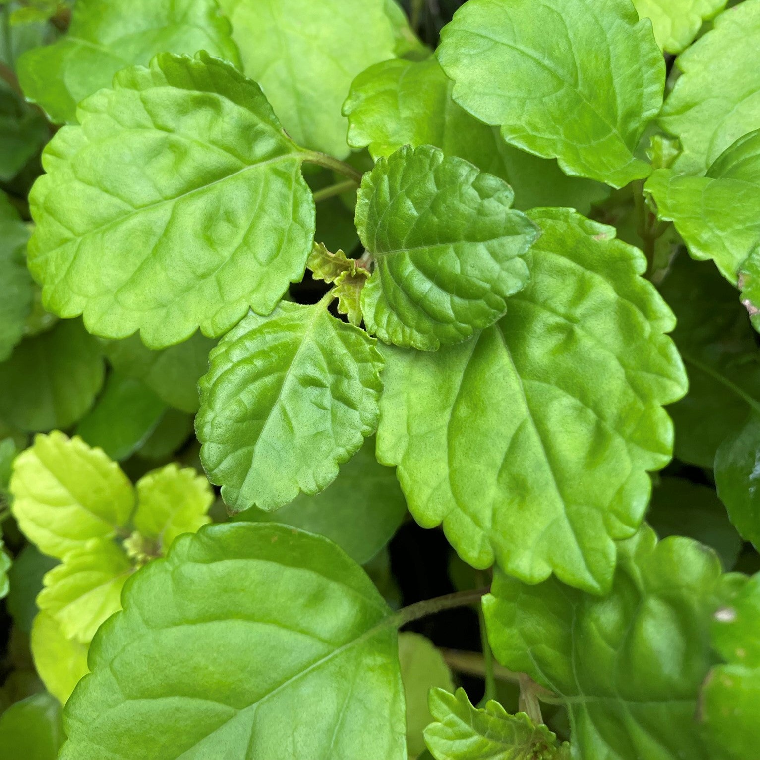 Plectranthus verticillatus - Swedish Ivy