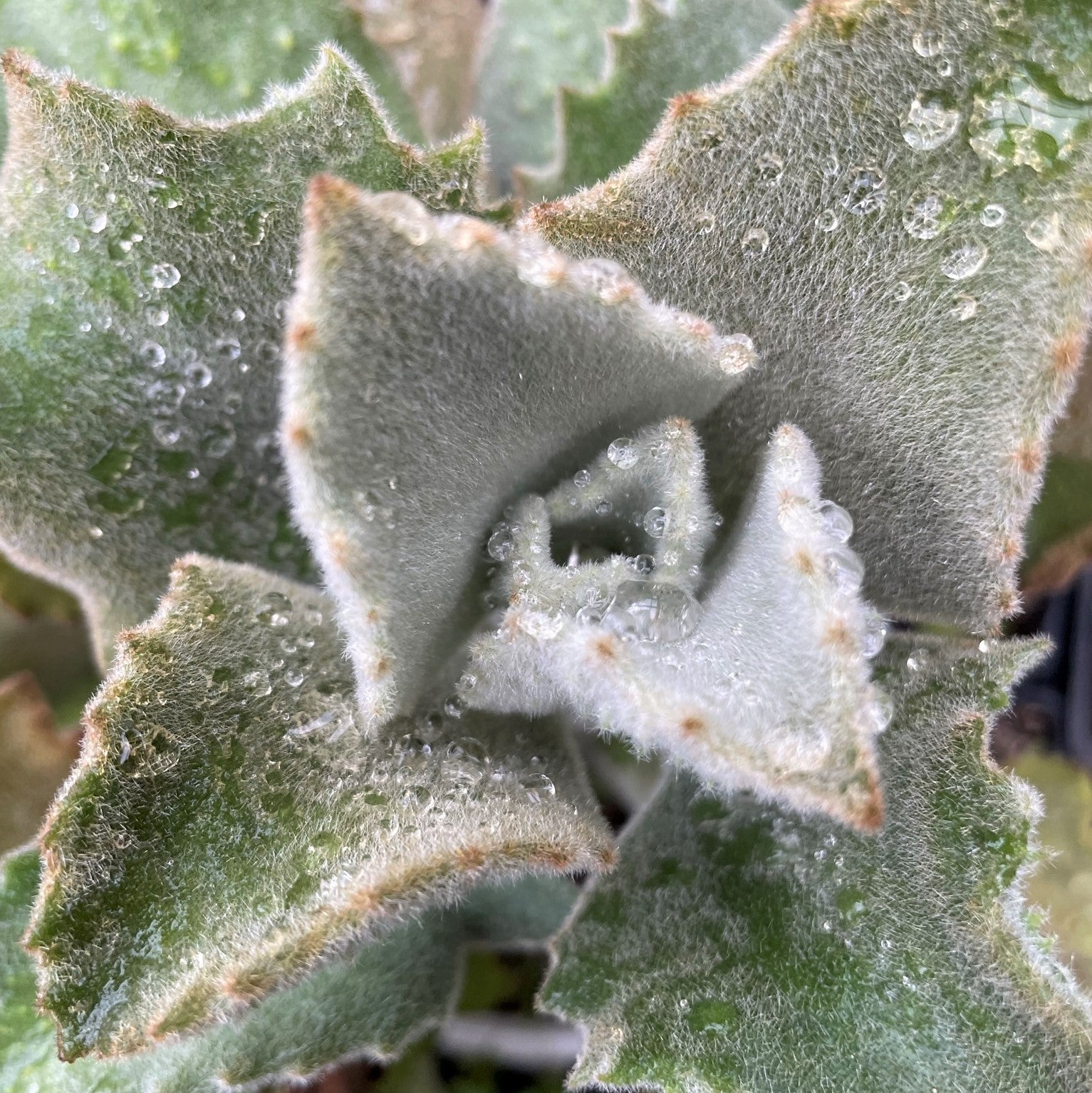 Kalanchoe beharensis 'Fang' - Felt Plant