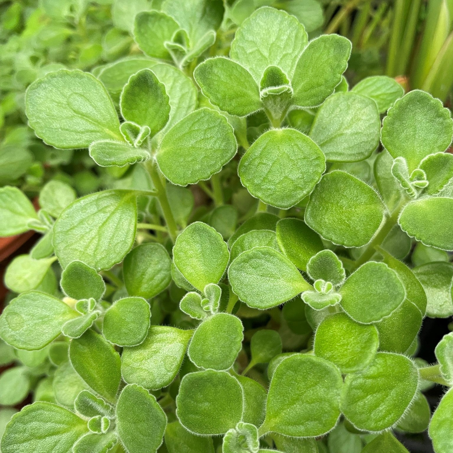 Plectranthus amboinicus - Cuban Oregano, Comfort Plant