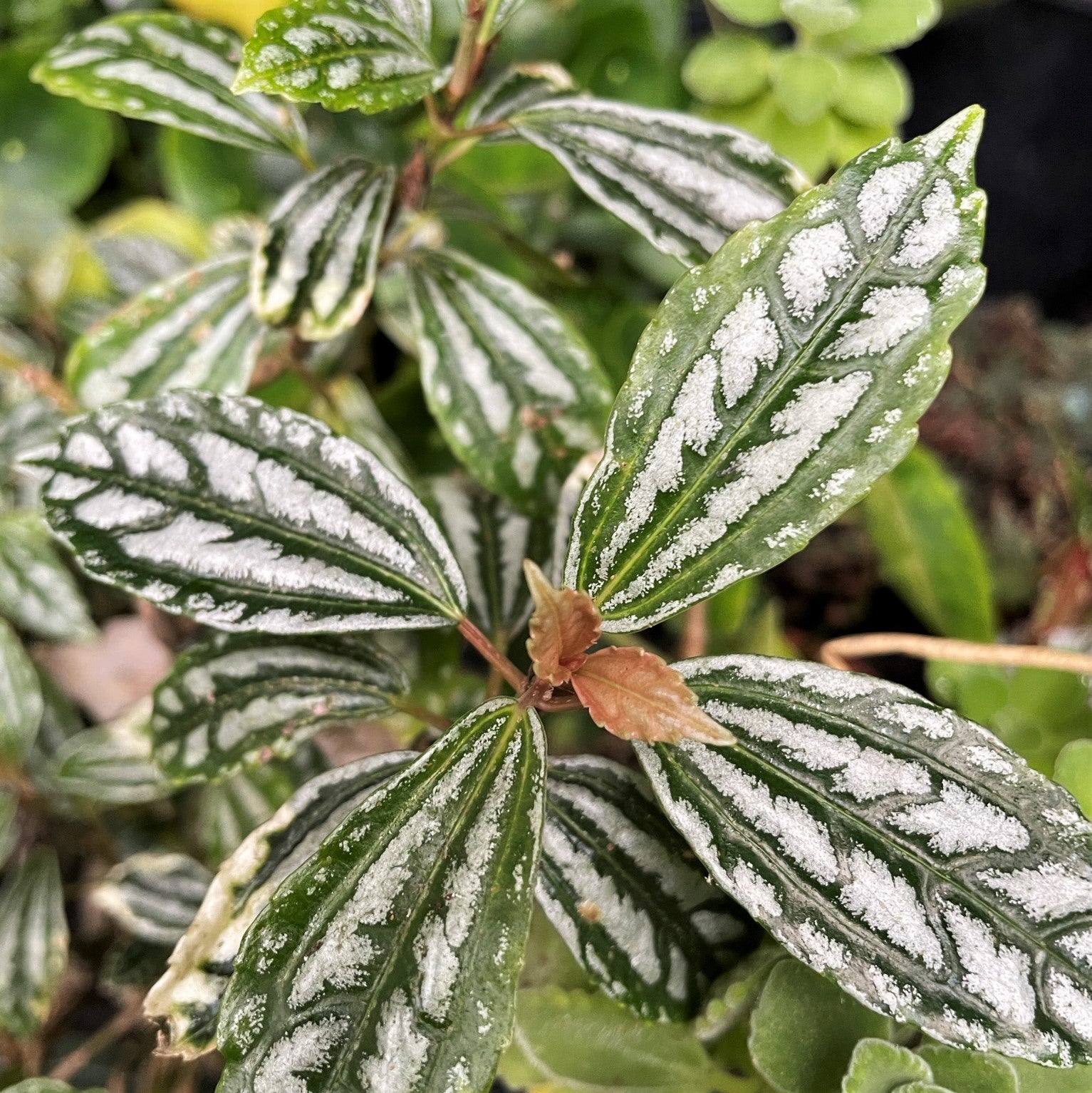 Pilea cadierei - Aluminum Plant